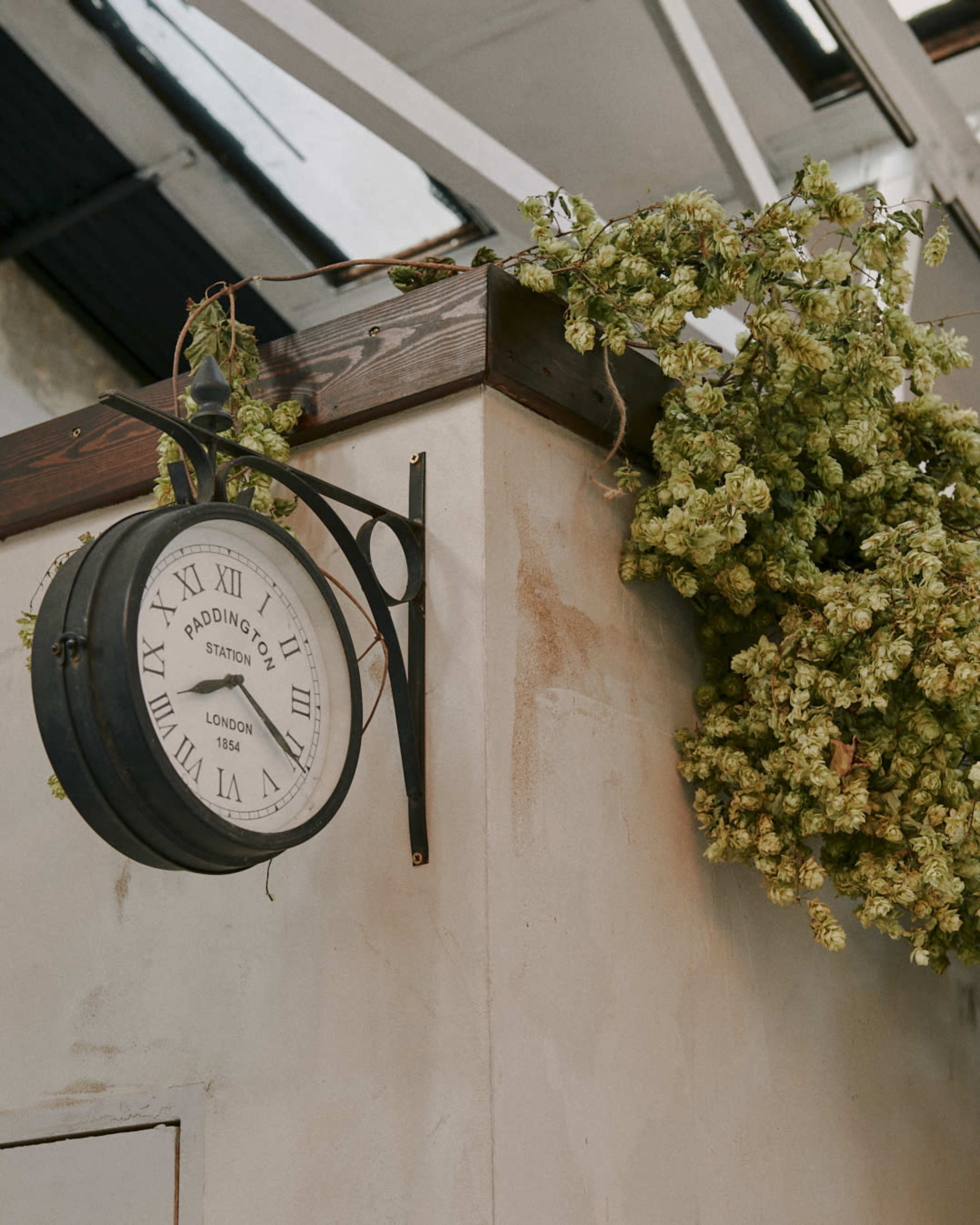 A vintage clock displaying the time hangs on a wall adorned with a cluster of green hop plants.