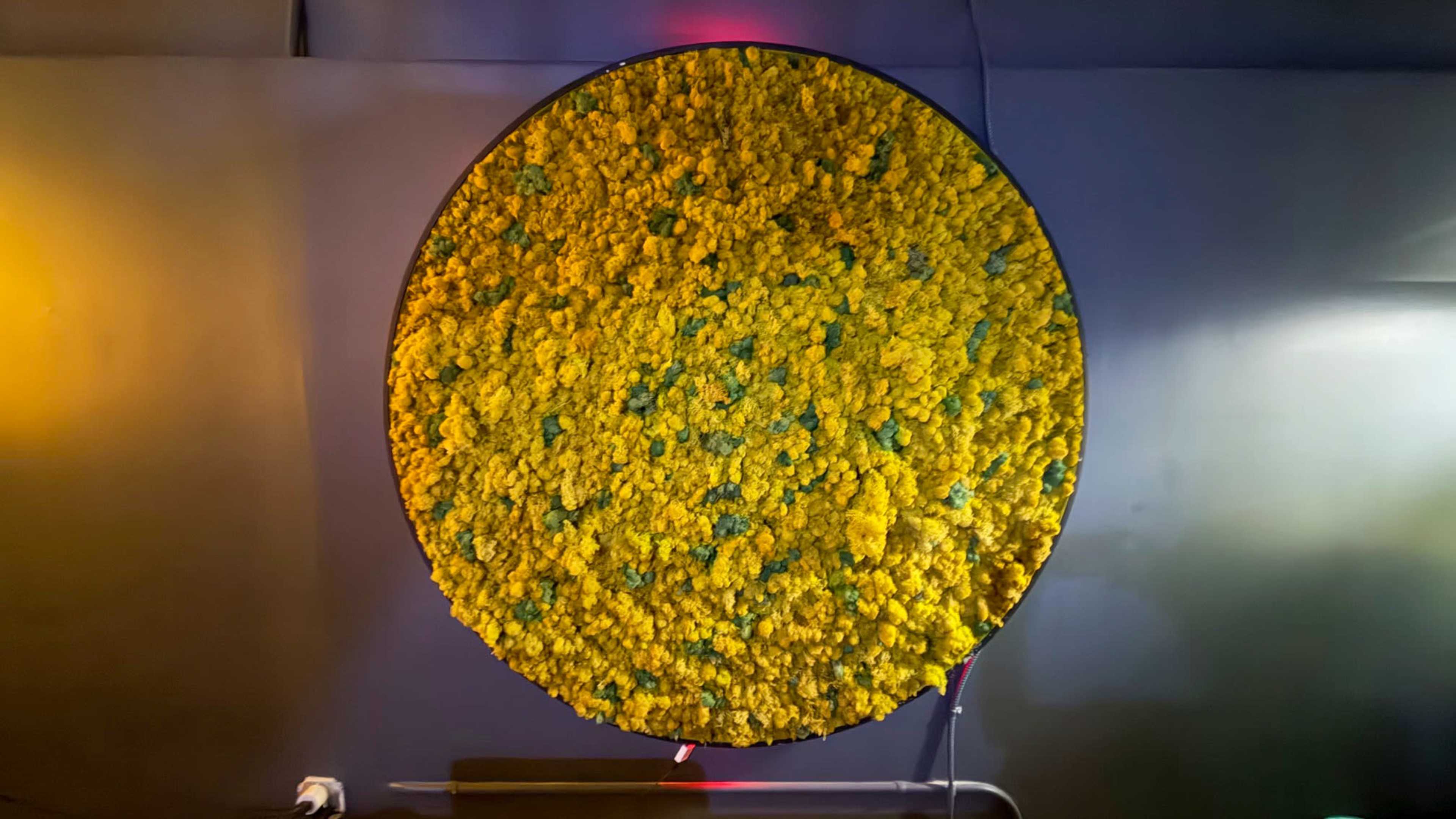 A large circular display covered in yellow flowers is mounted on a gray wall.