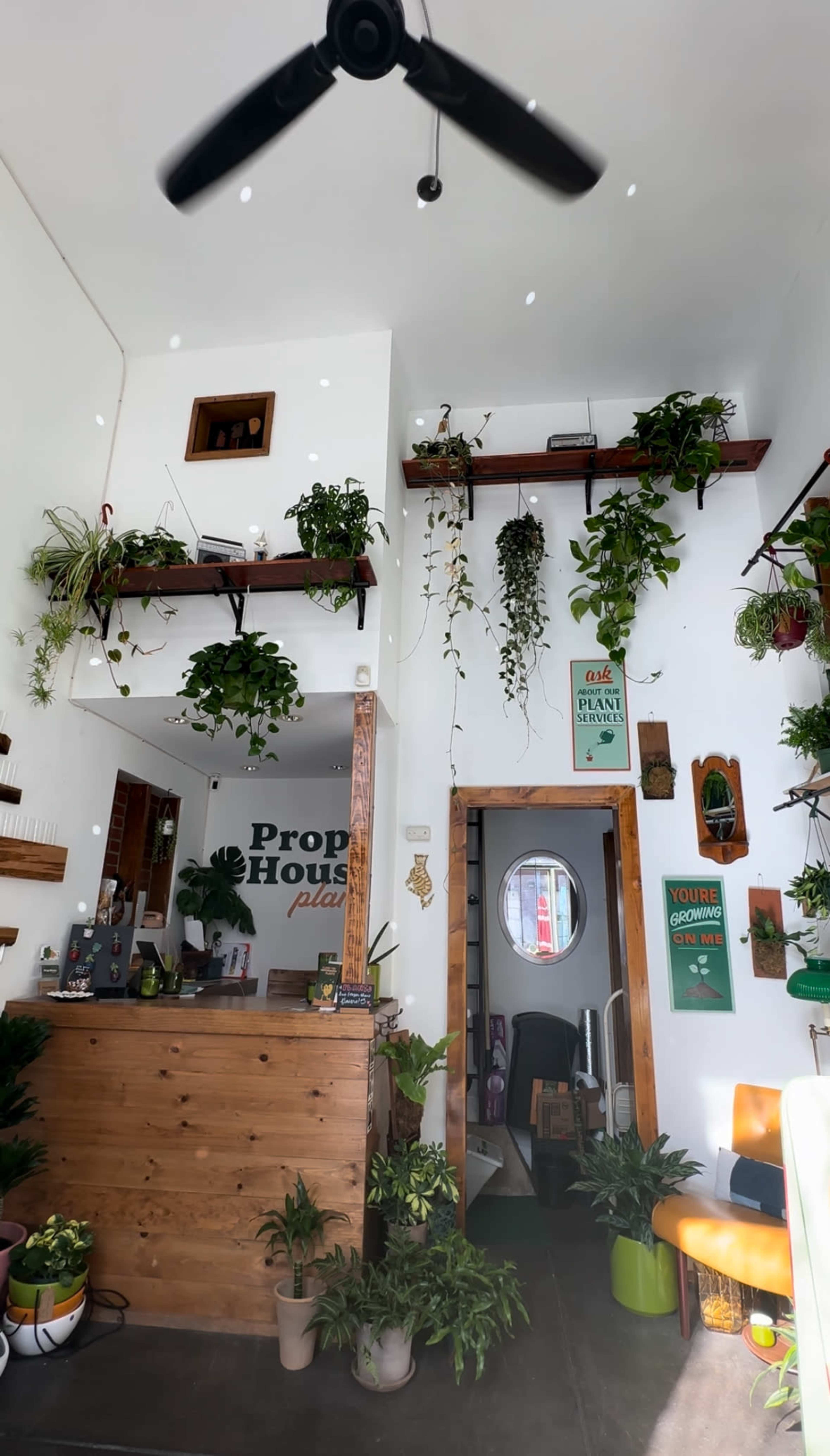 The image shows a cozy indoor space filled with various plants, featuring a wooden reception desk and shelves adorned with greenery on the walls.