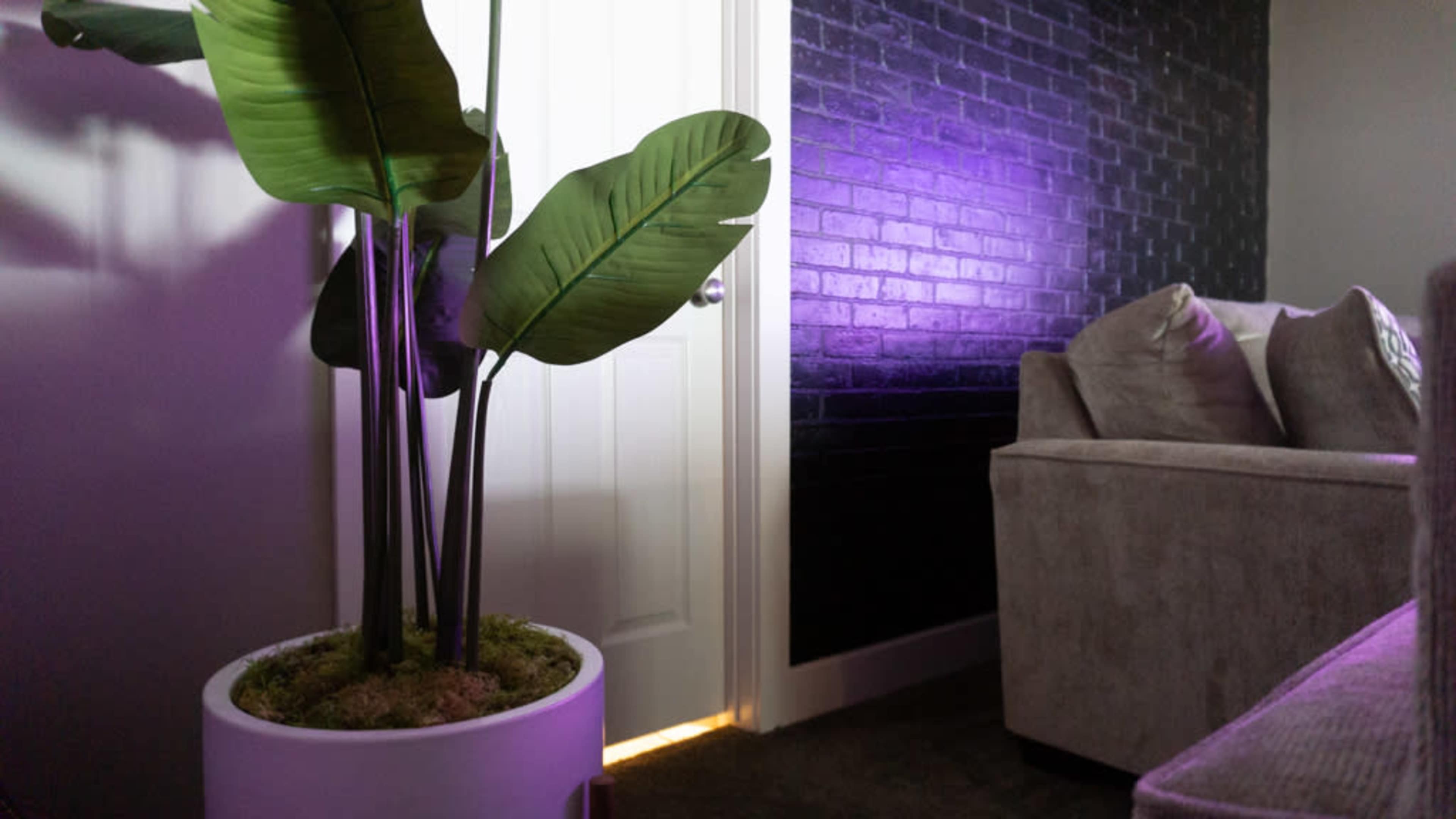 A potted plant stands beside a door with a faint light shining through, while a textured black wall and a couch create a cozy indoor scene.