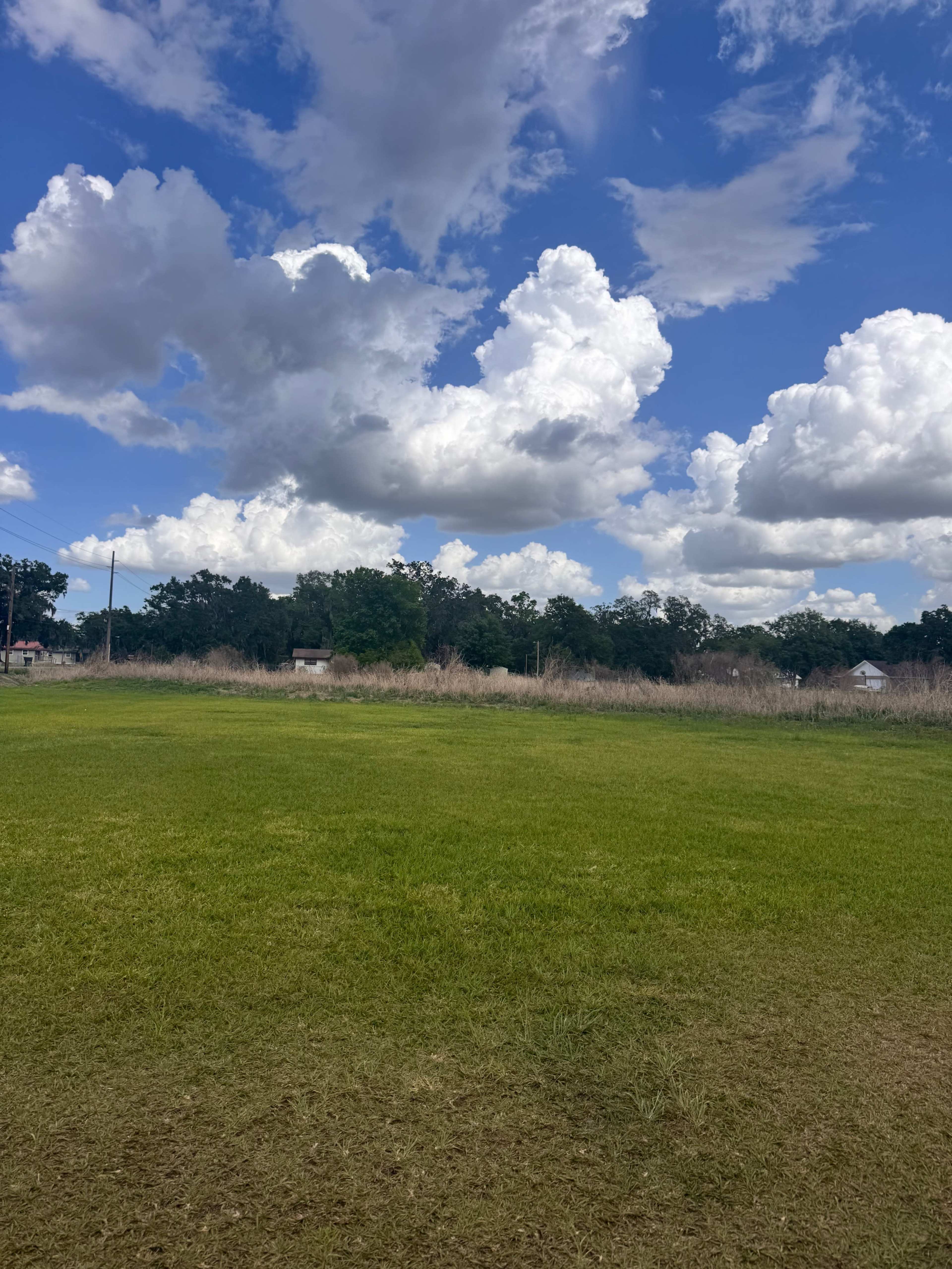 The image shows a grassy field under a cloudy sky with large, white clouds and a line of trees in the background.
