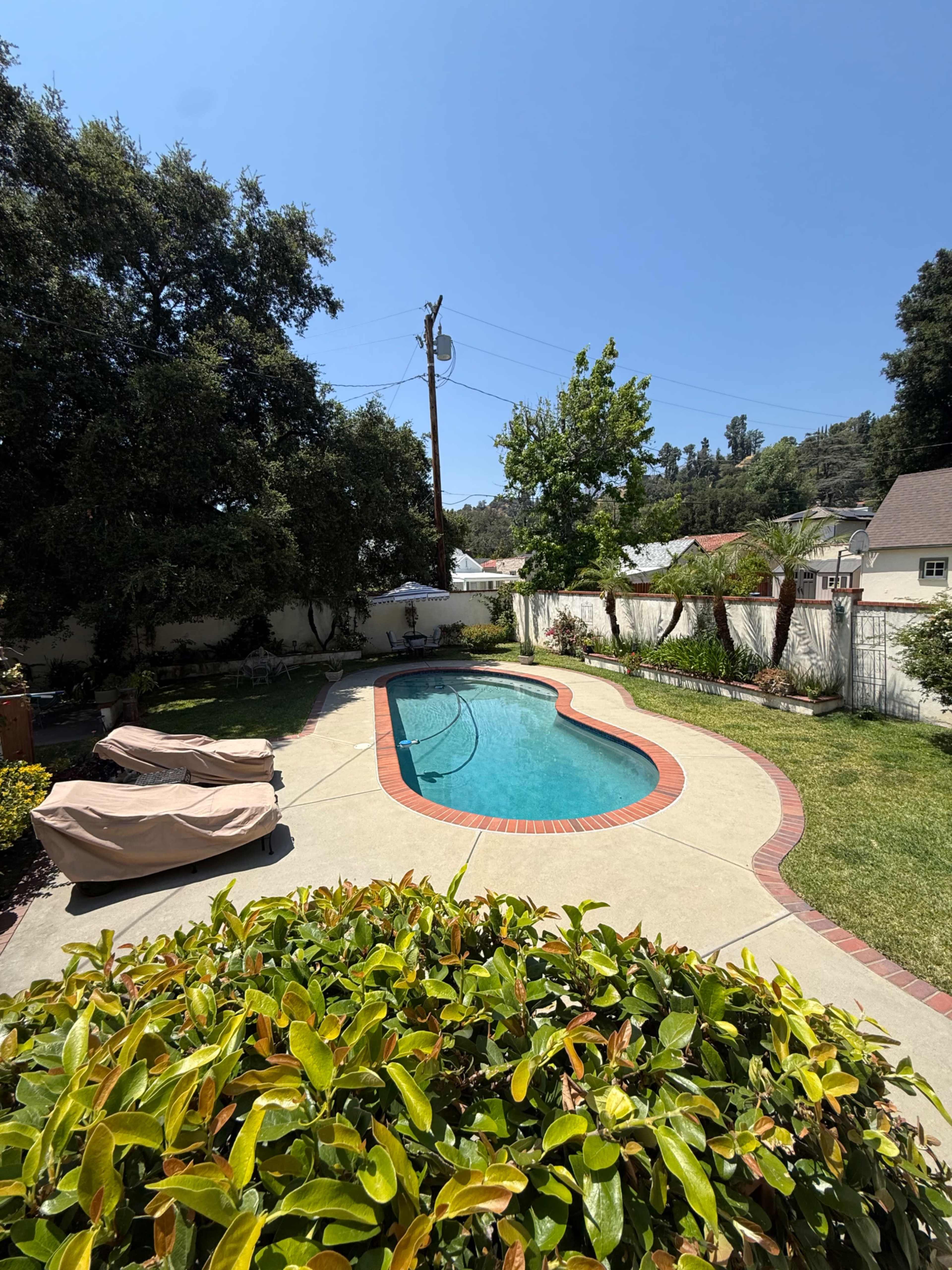 A backyard features a swimming pool surrounded by lounge chairs and lush greenery under a clear blue sky.