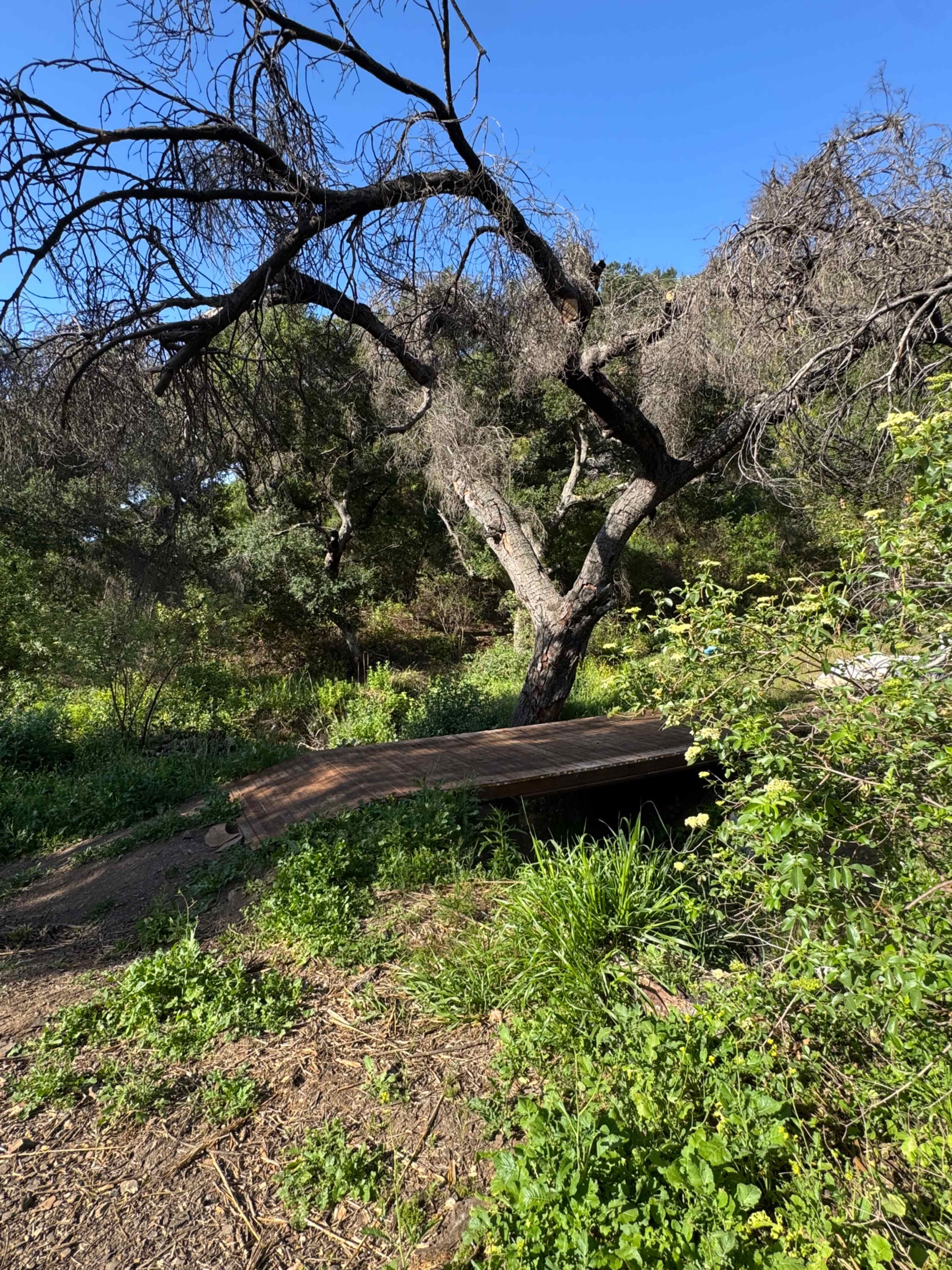 A wooden bridge curves over a grassy area beneath a large, leafless tree in a natural setting.