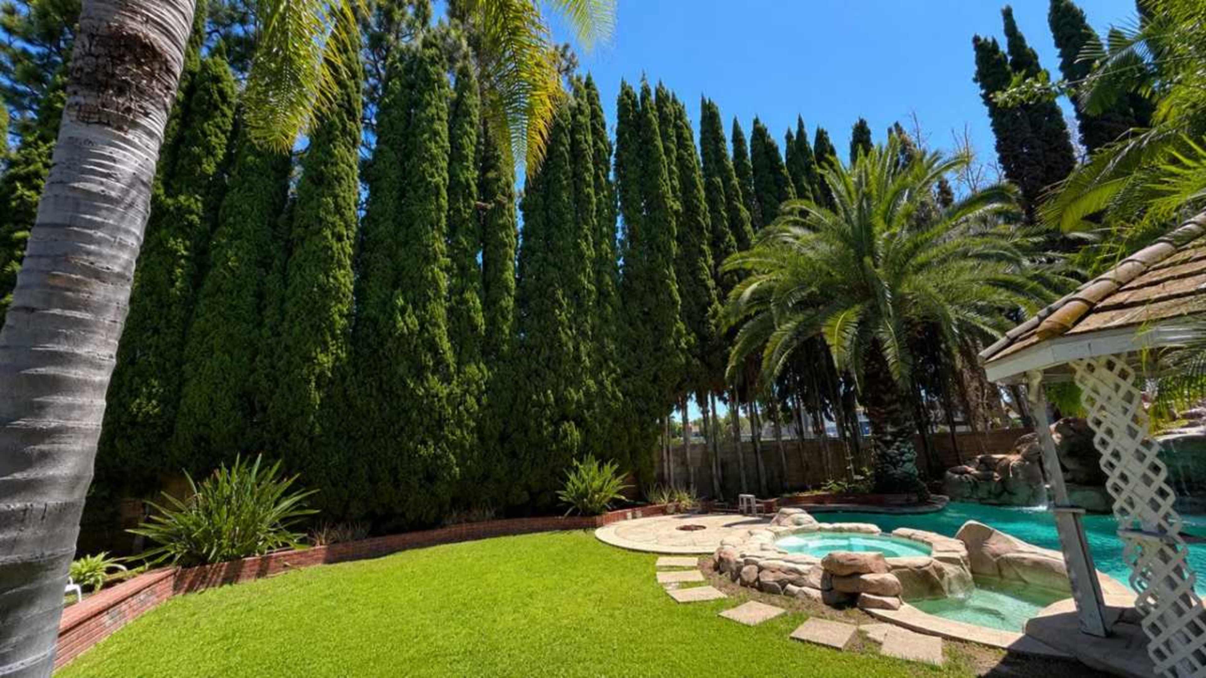 The image shows a lush backyard with a swimming pool surrounded by palm trees and tall cypress plants.