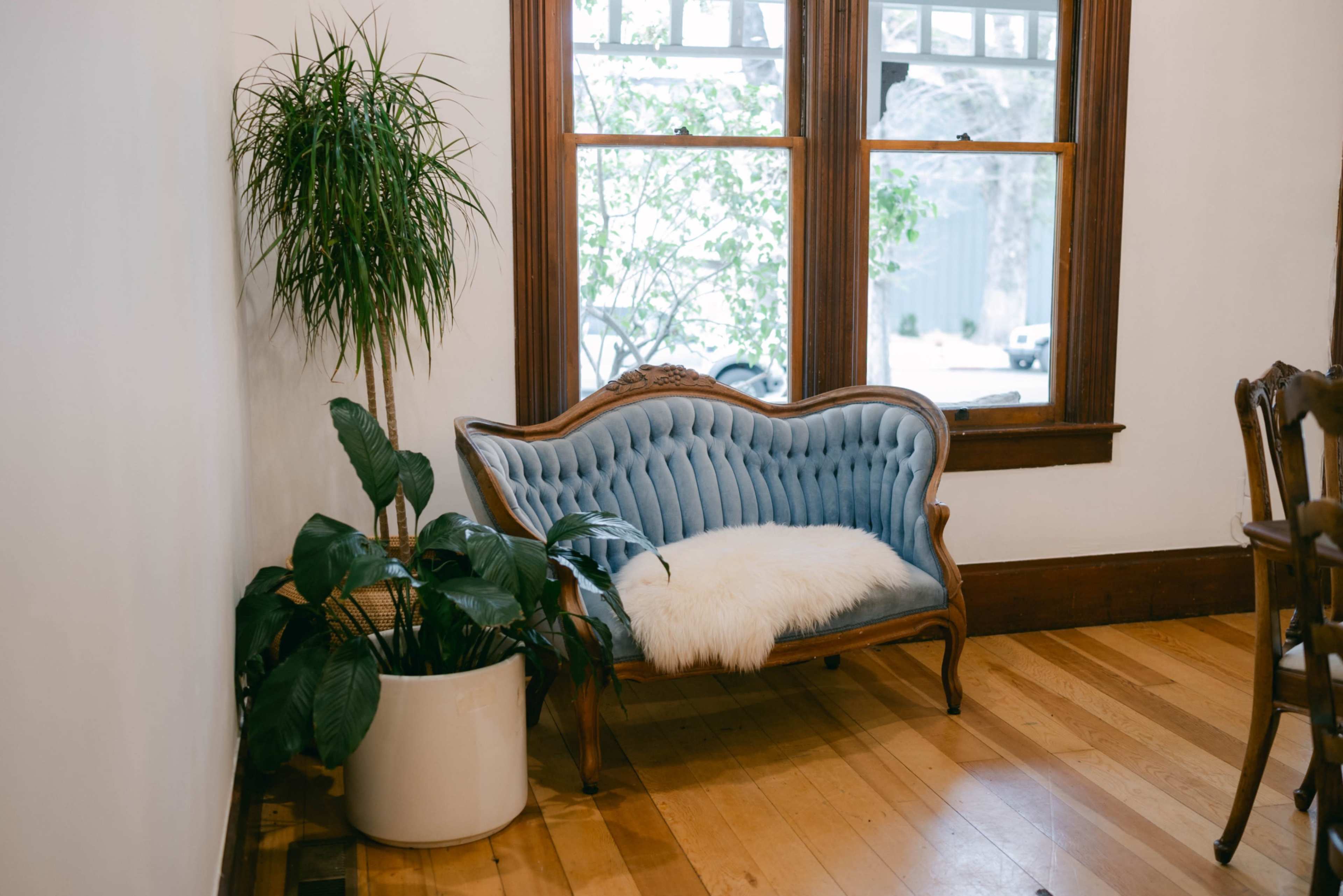 A vintage tufted blue couch is positioned beside a potted plant near large windows that let in natural light.