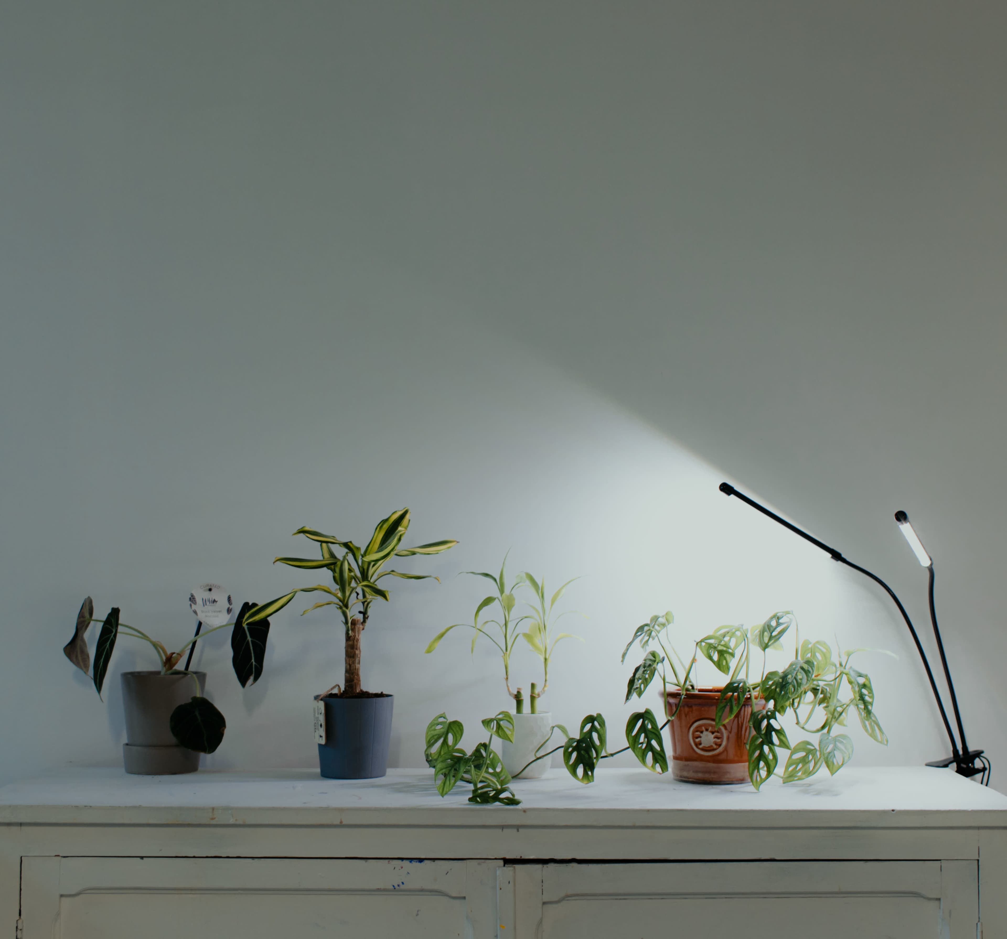 A collection of potted plants is arranged on a white wooden table, accompanied by a desk lamp illuminating one of the plants.