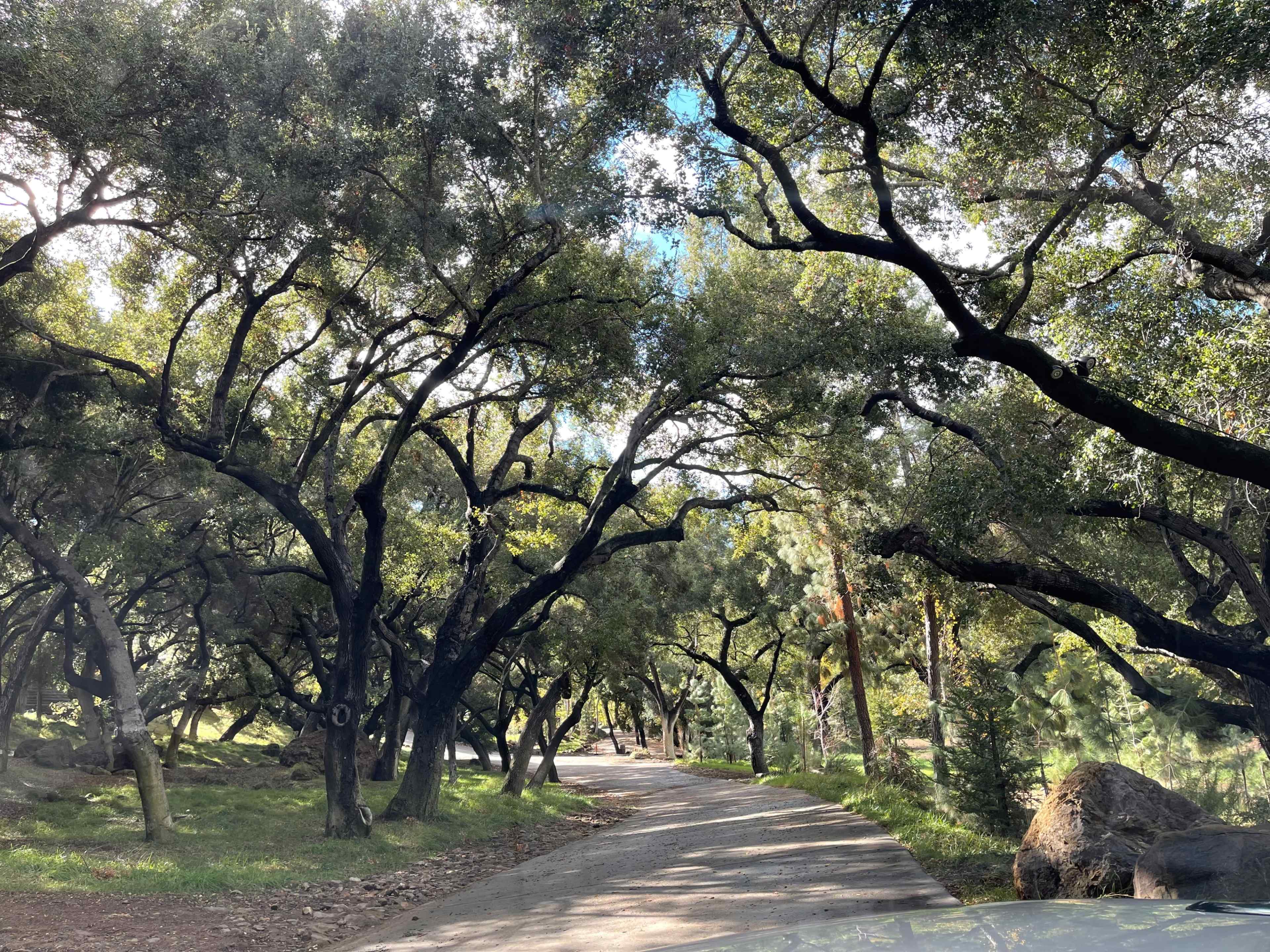 A narrow road winds through a wooded area with dense trees lining both sides.