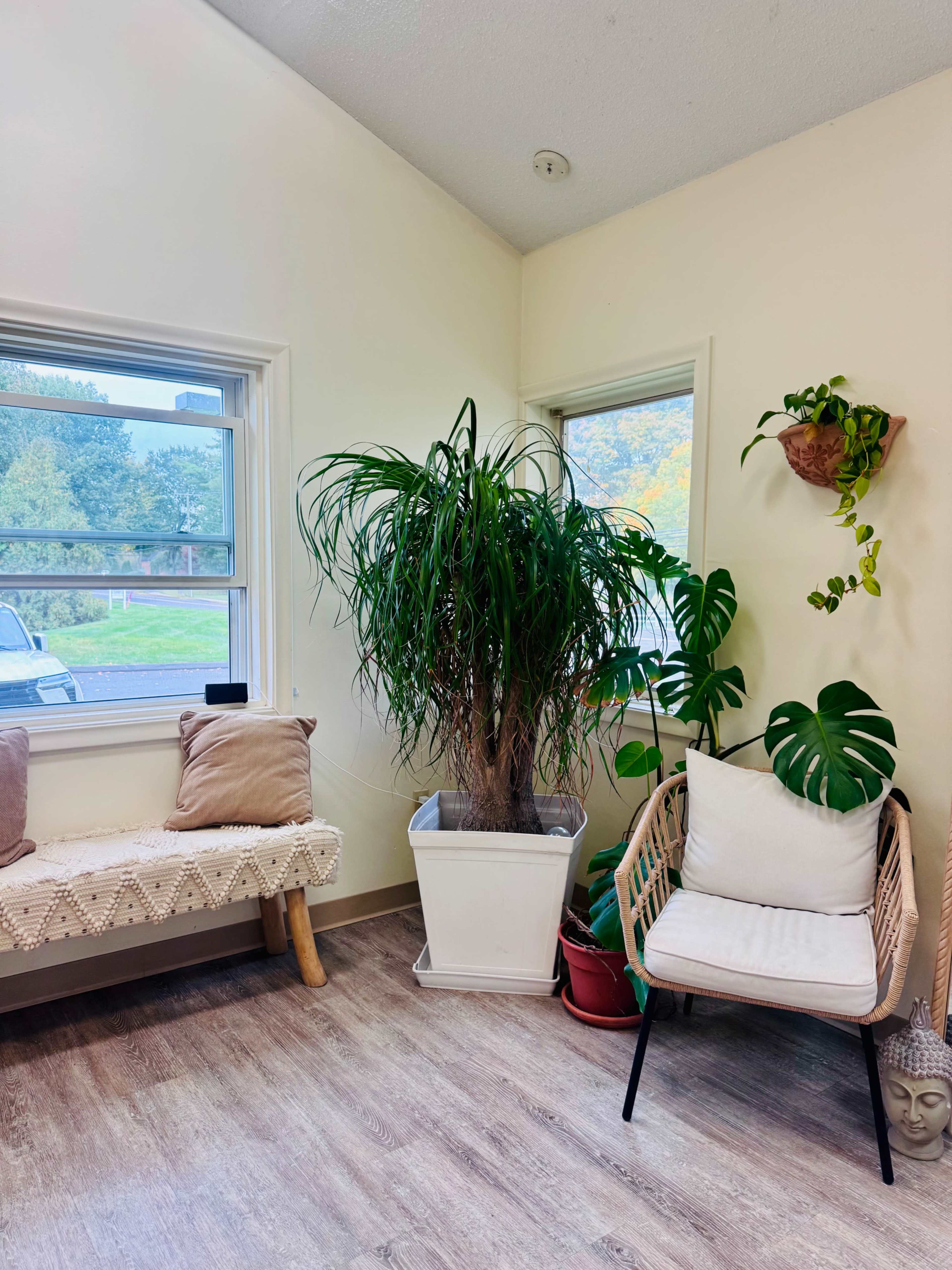 The image shows a bright room with a large potted plant, a small bench, and a wicker chair near the windows, providing a cozy seating area.