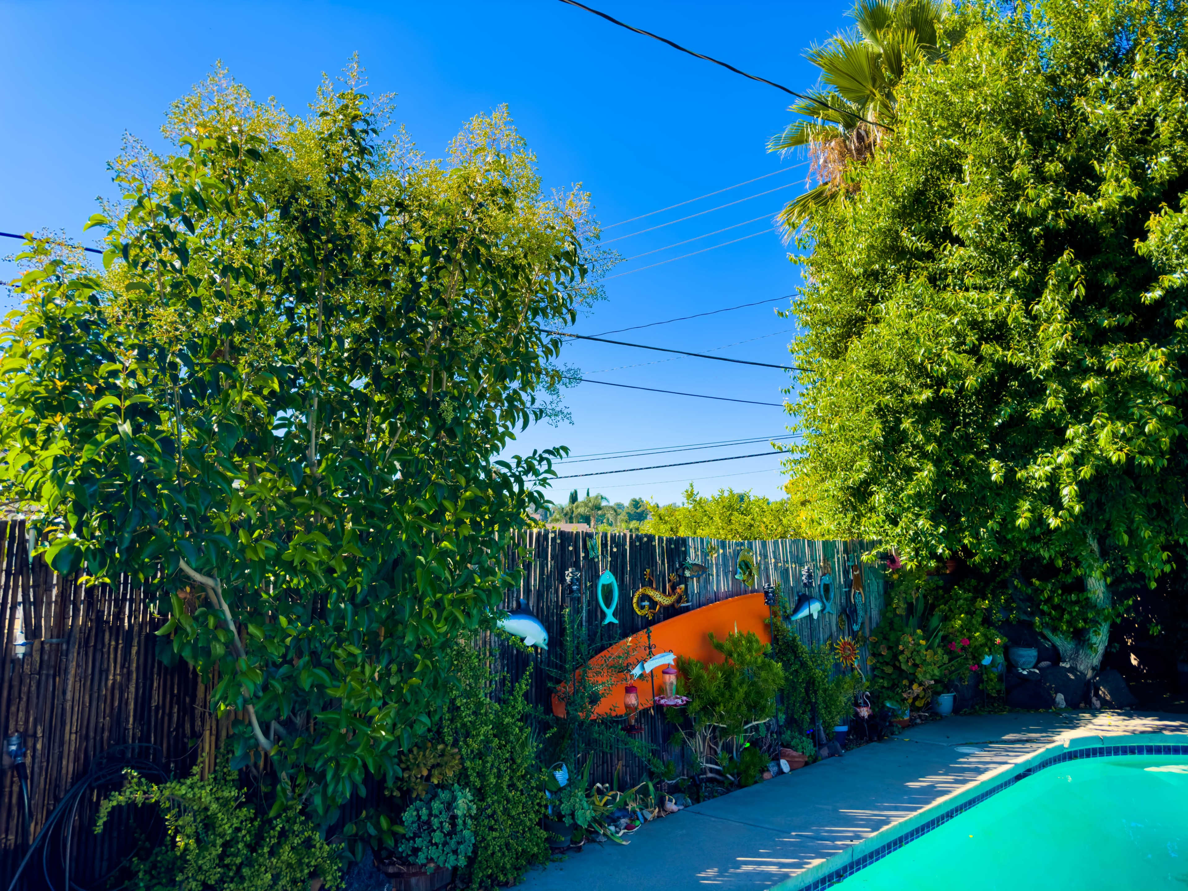 The image shows a swimming pool bordered by lush greenery and a wooden fence, with electric lines above and a bright blue sky in the background.