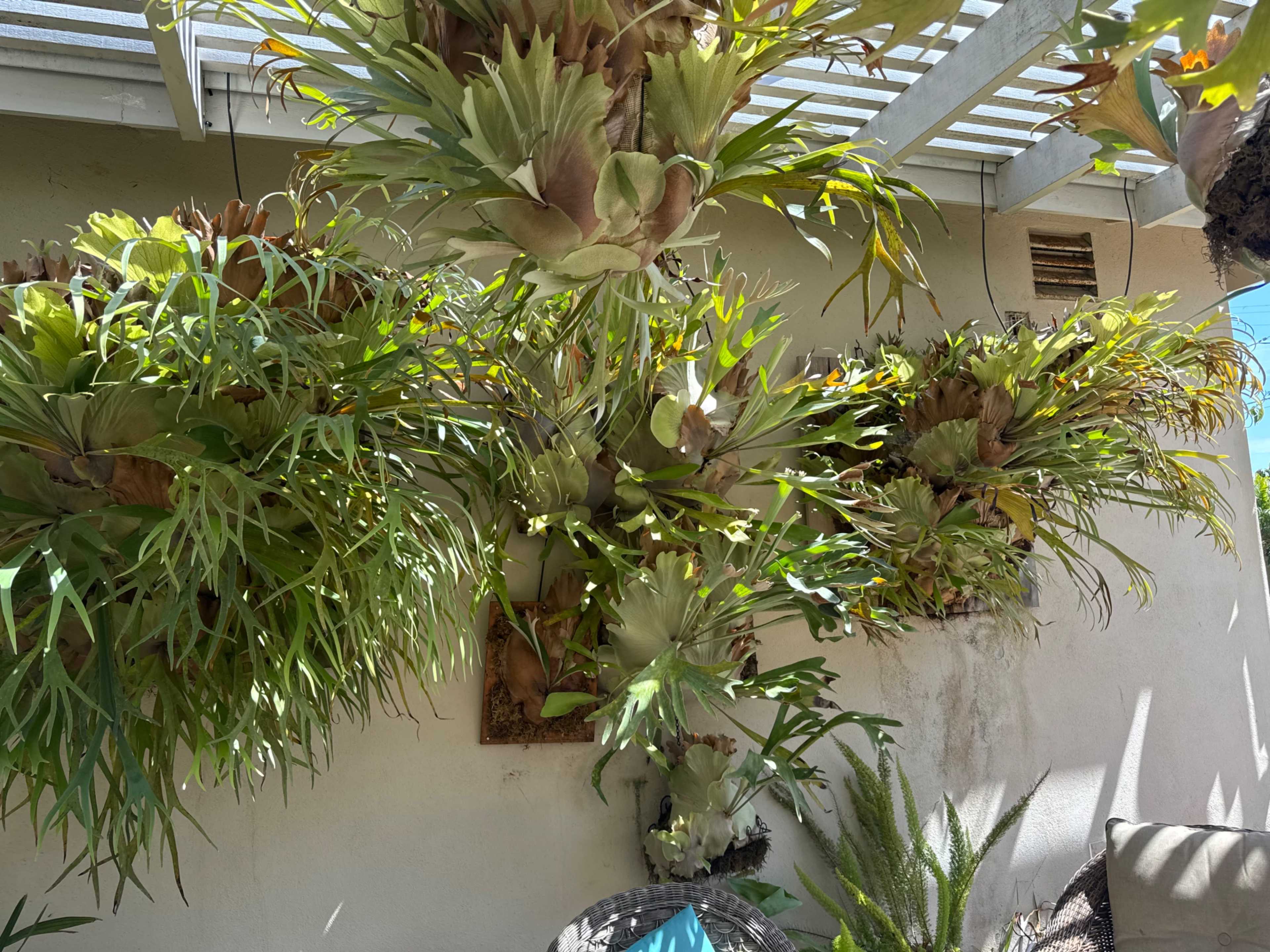 The image shows a wall adorned with a variety of lush green plants, specifically bromeliads, growing in different arrangements.