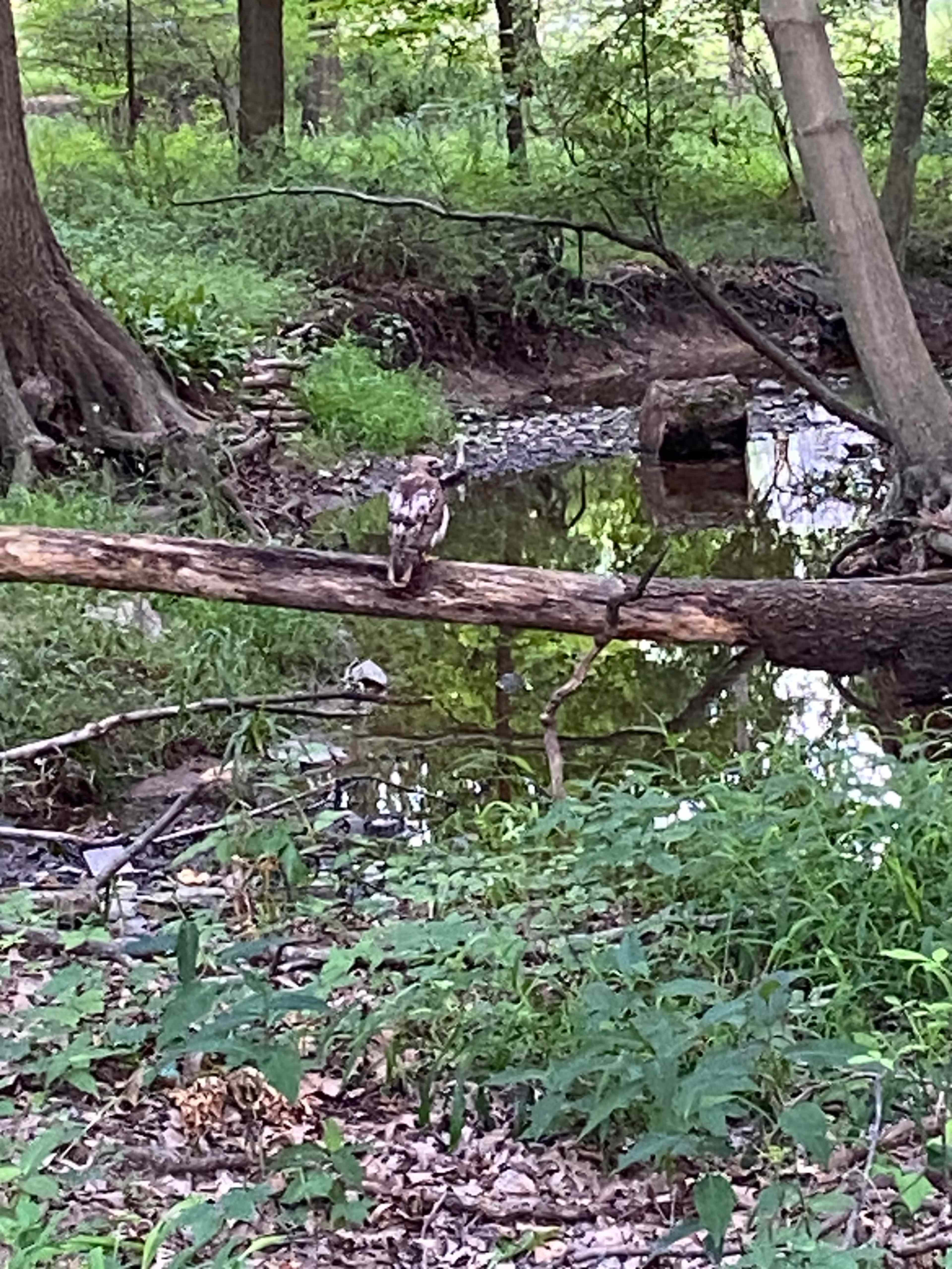 A hawk perches on a fallen log beside a small stream in a wooded area.