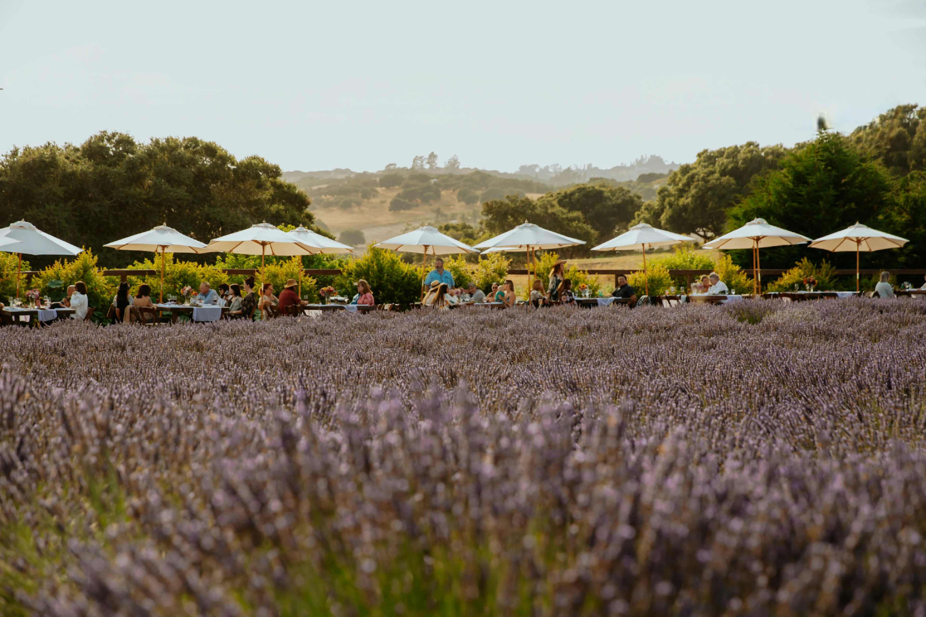 A lavender field with outdoor dining tables and umbrellas hosts several patrons in a picturesque rural setting.
