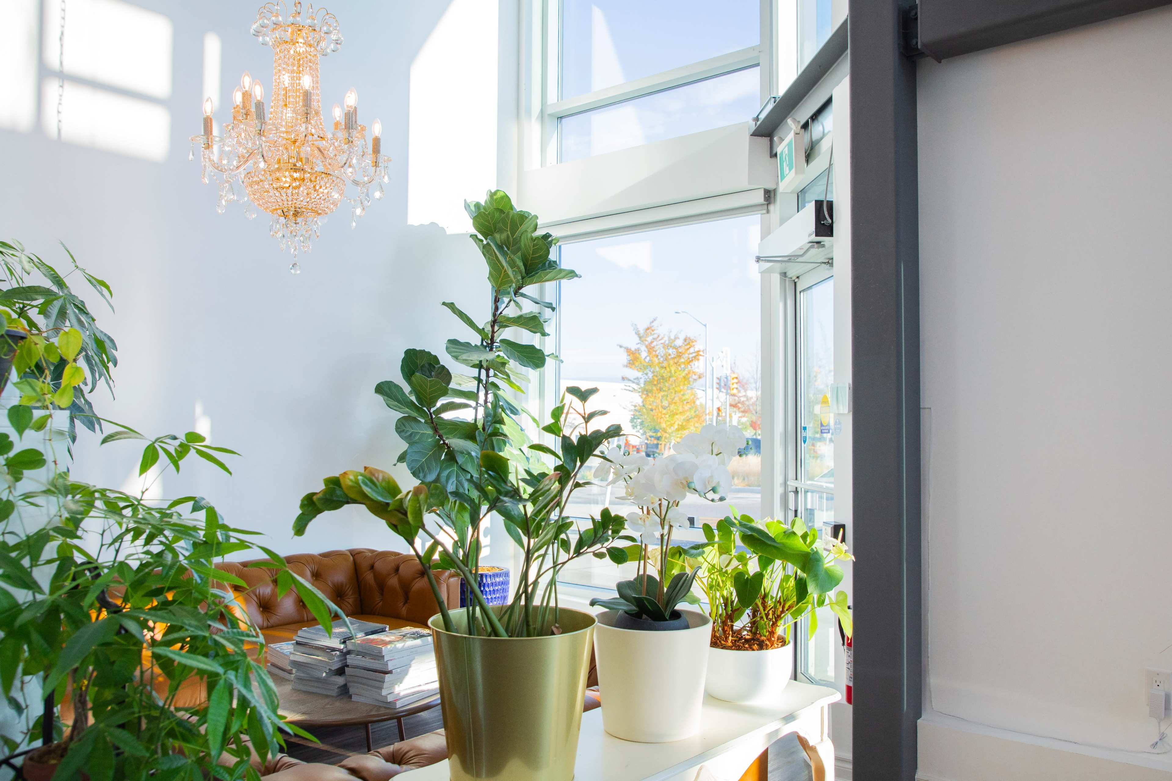 The image shows a bright indoor space featuring a chandelier, green plants in pots, and a brown leather couch.