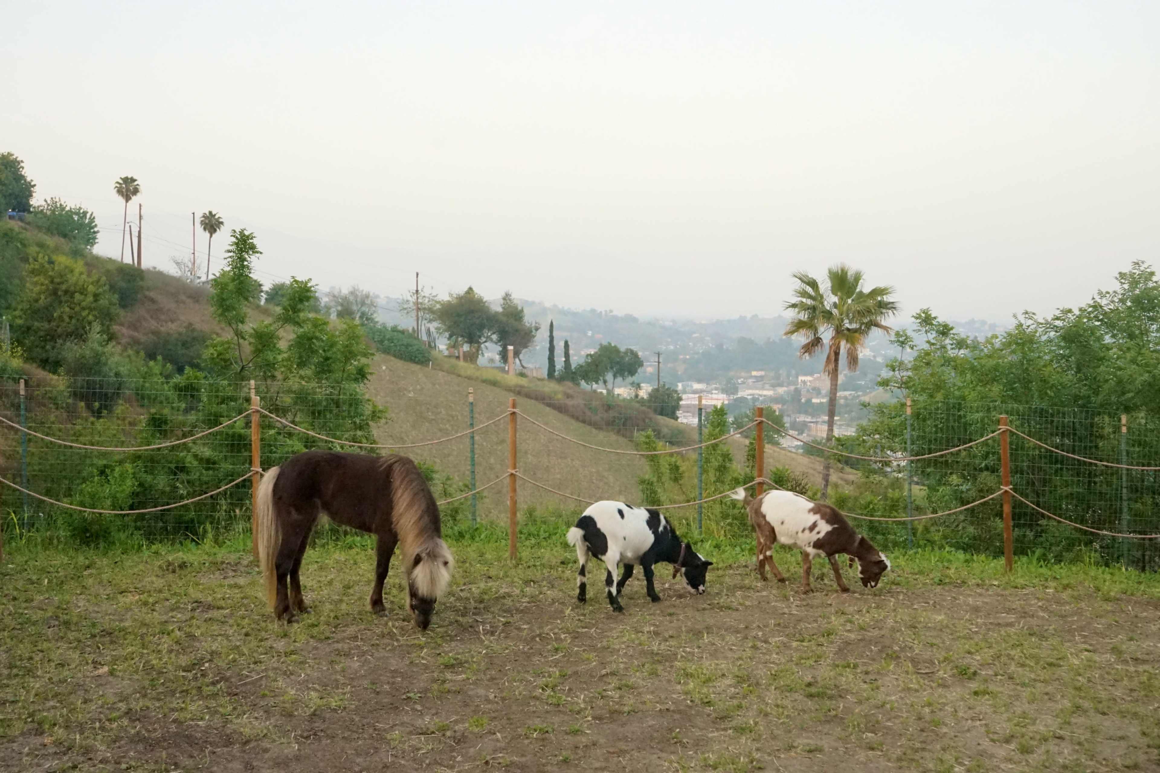 Three small ponies graze in a fenced area with a hillside and city view in the background.