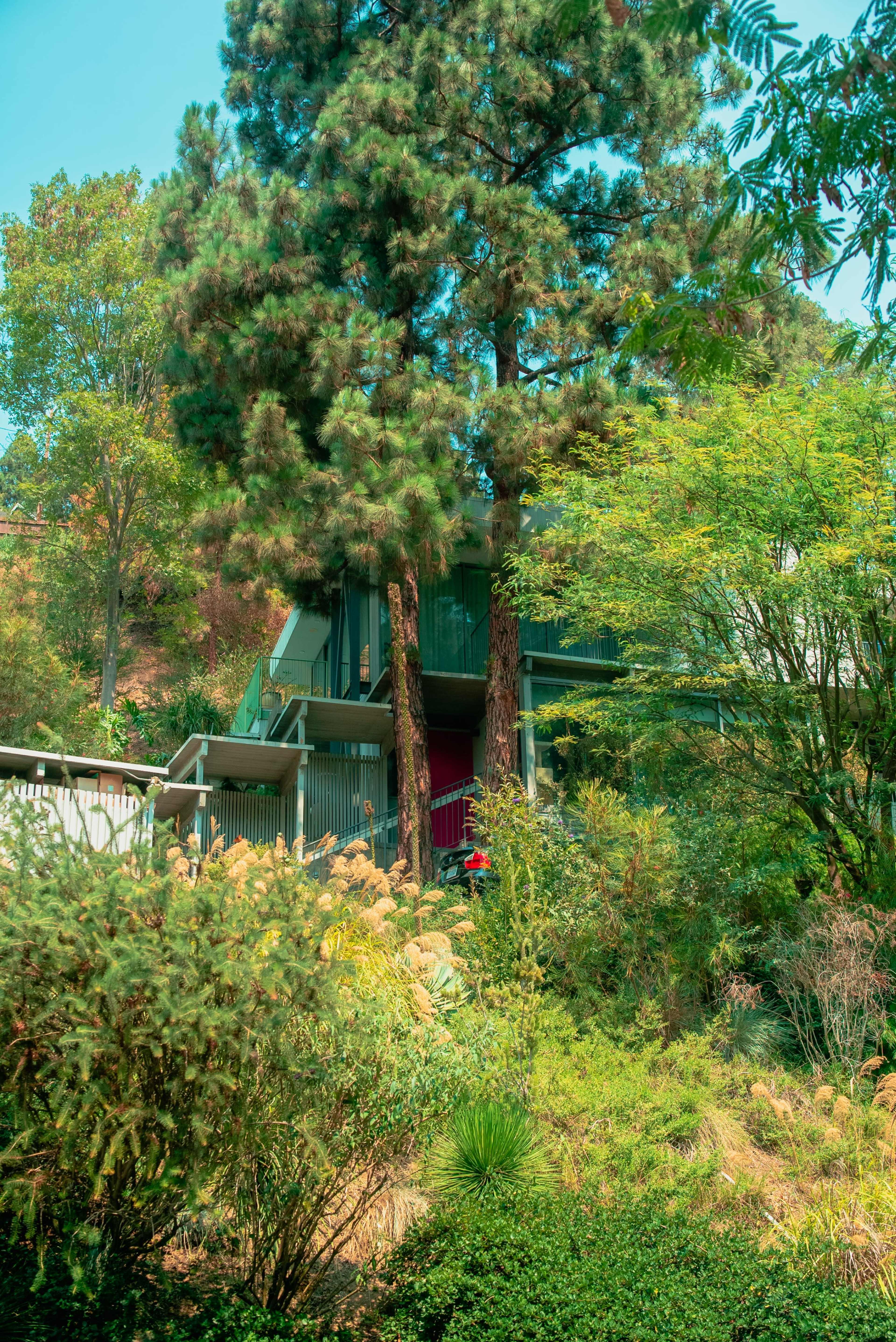 A modern building with large windows is surrounded by tall trees and lush greenery.