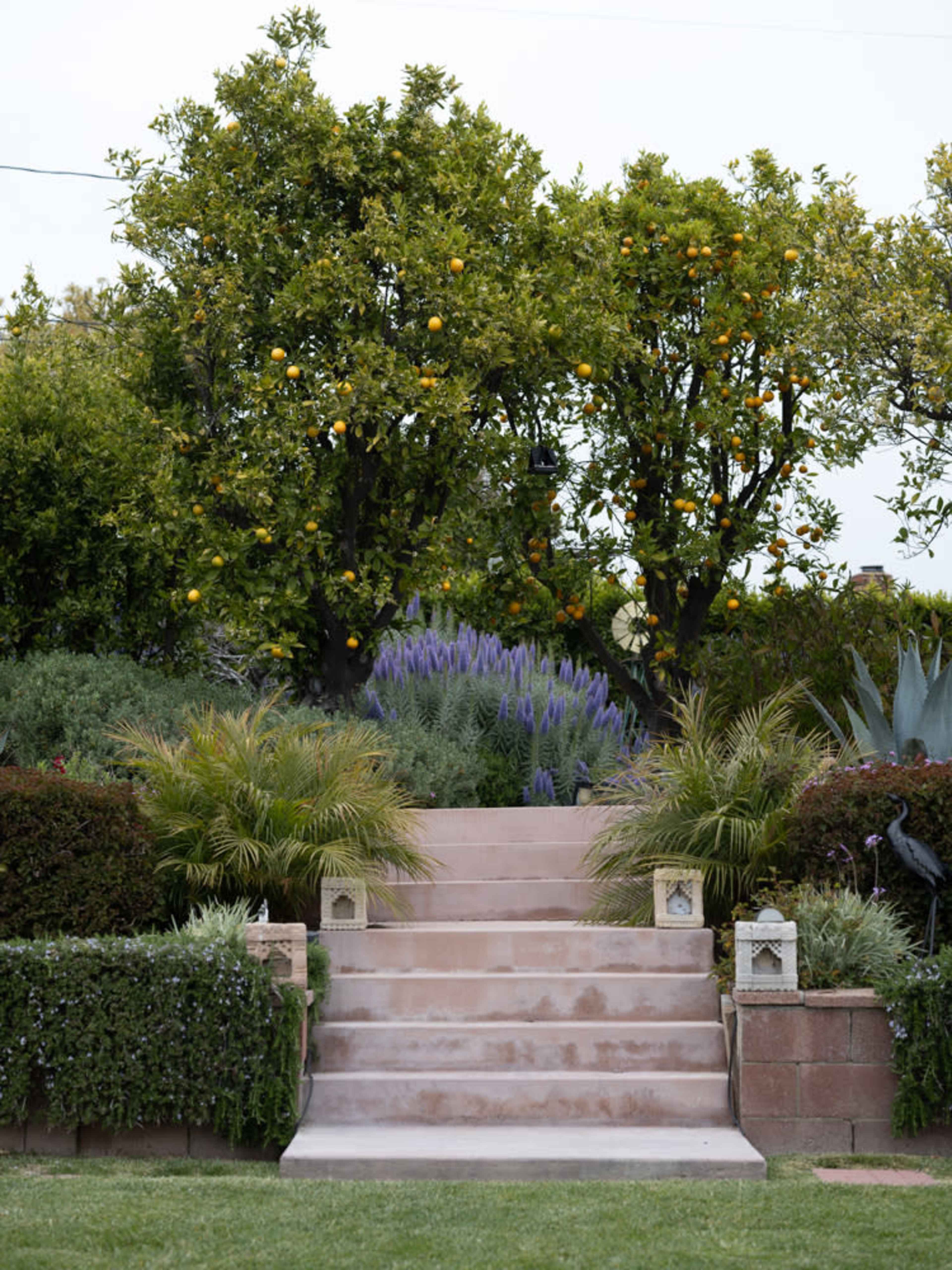 A set of stone steps leads up to a garden with citrus trees and colorful plants.