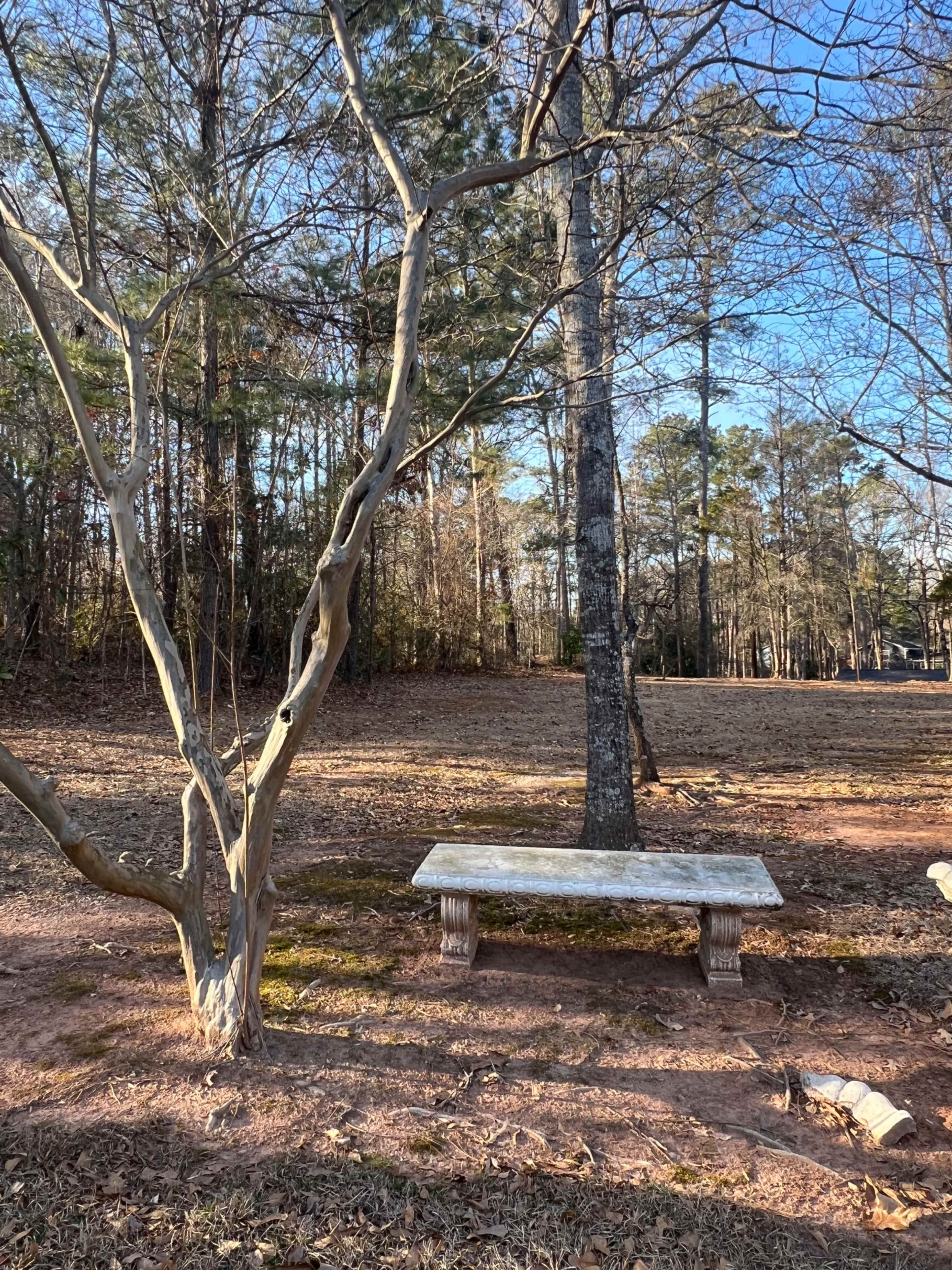 A stone bench sits under a bare tree in a grassy area surrounded by tall trees.