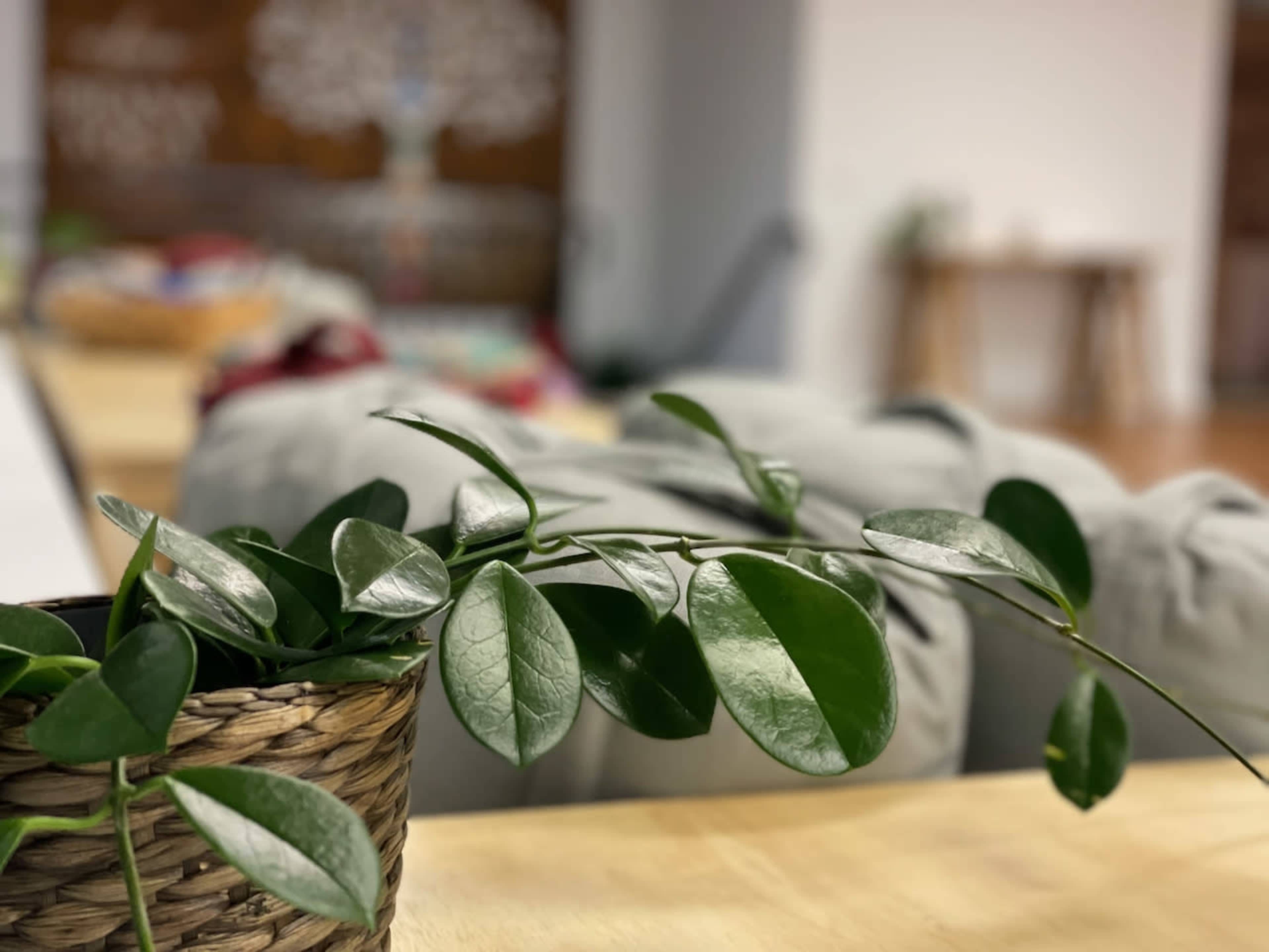 A potted plant with green leaves is positioned in the foreground, with a soft-focus background featuring a grey couch and wooden furniture.
