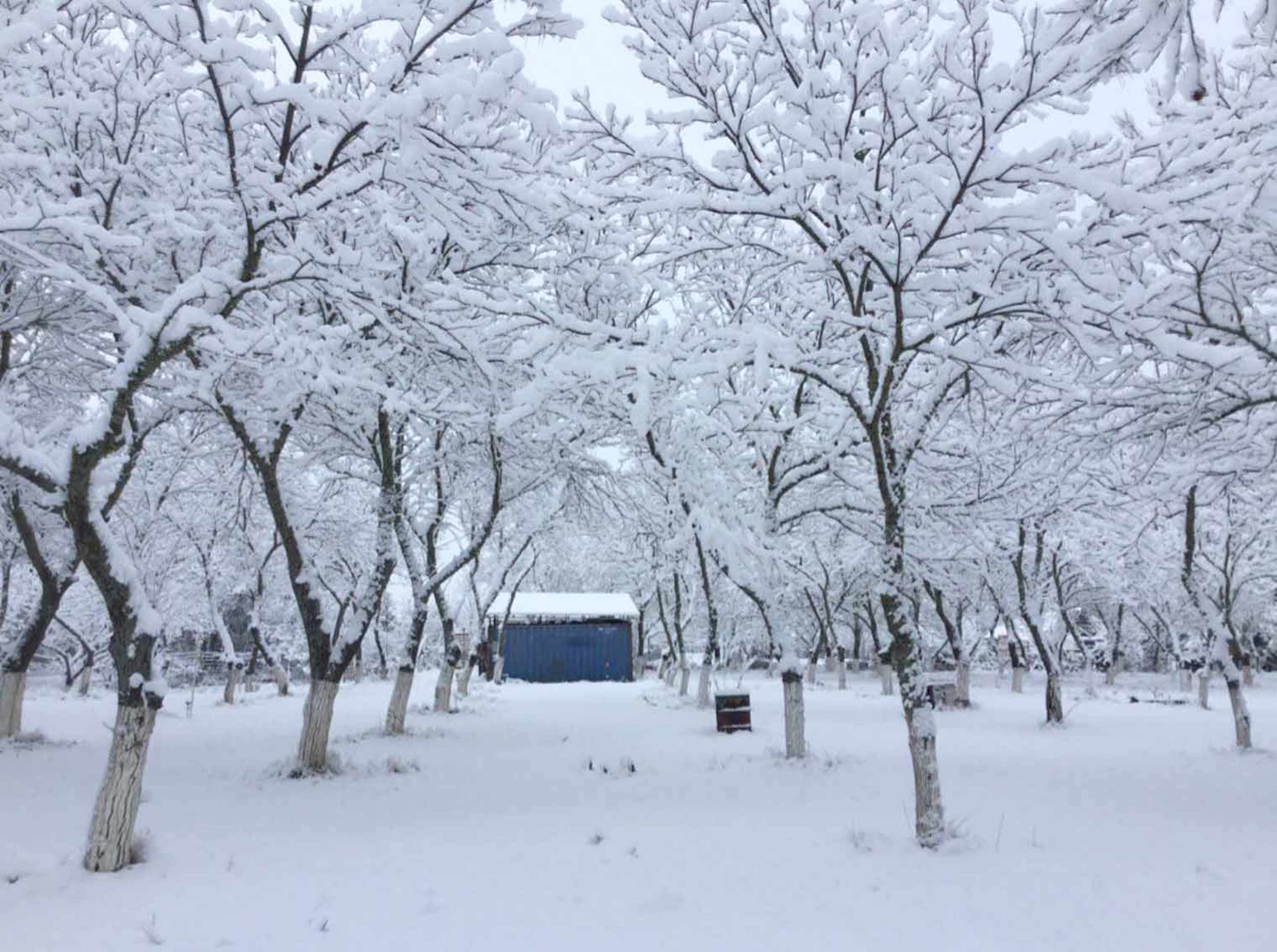 A wooden shed is visible among bare trees covered in snow in a wintry landscape.