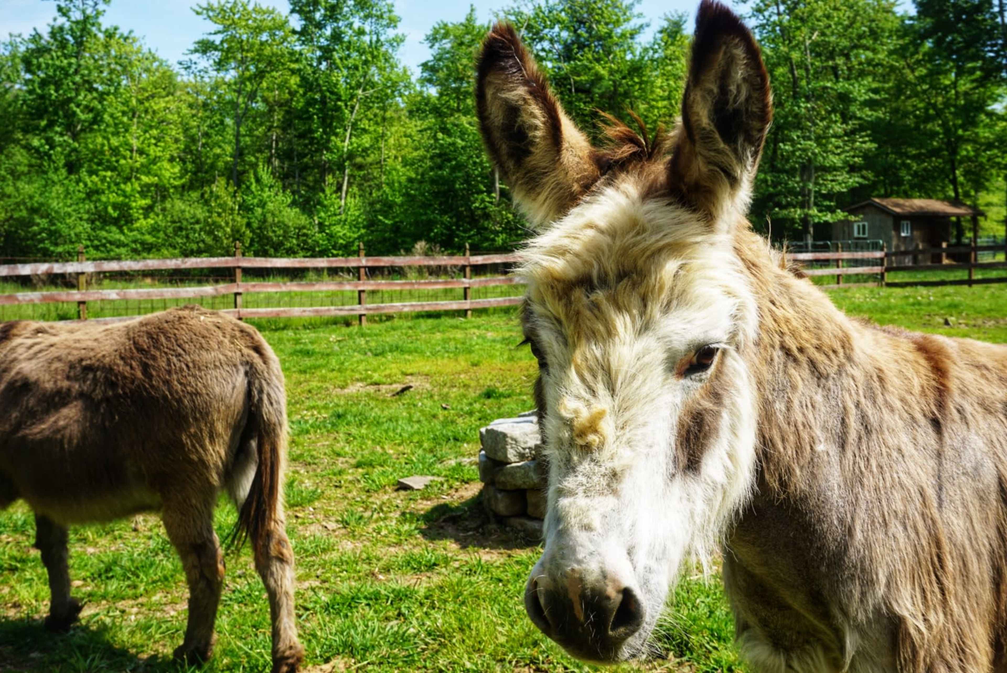 A donkey stands in a grassy field with a wooden fence and trees in the background.