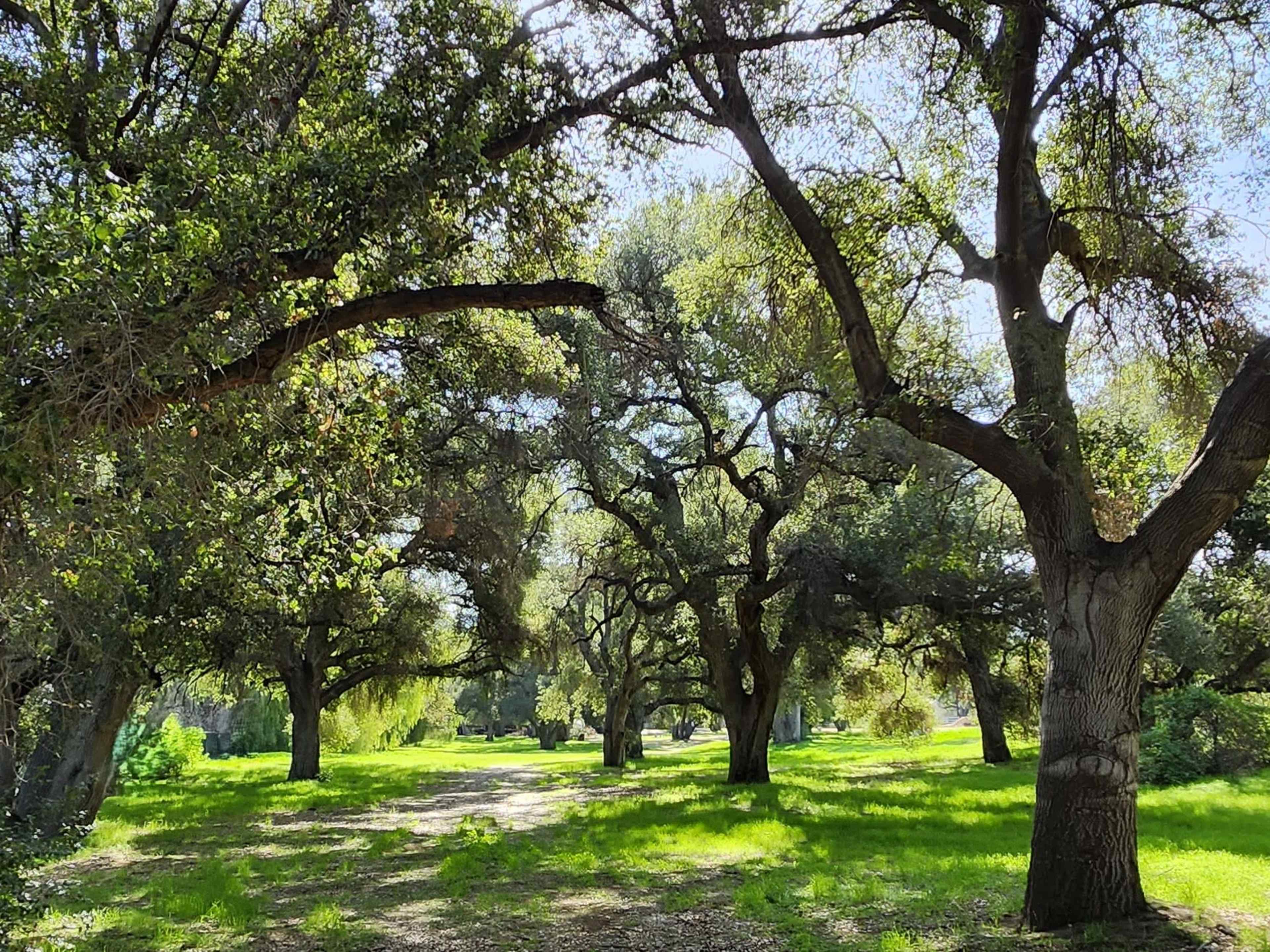 A path lined with large oak trees stretches through a grassy area.