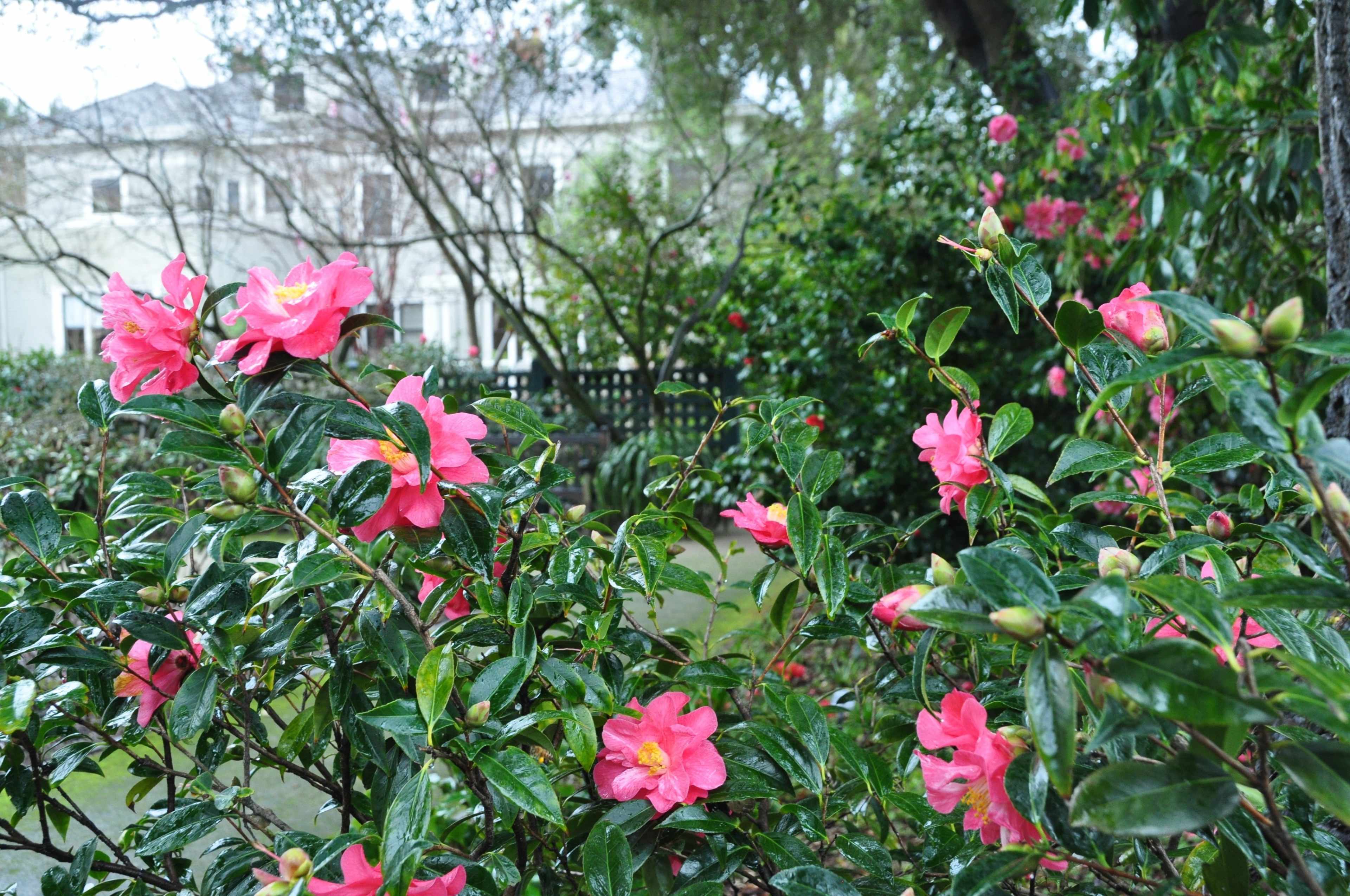 Pink flowers bloom on green bushes in a lush garden, with a house visible in the background.