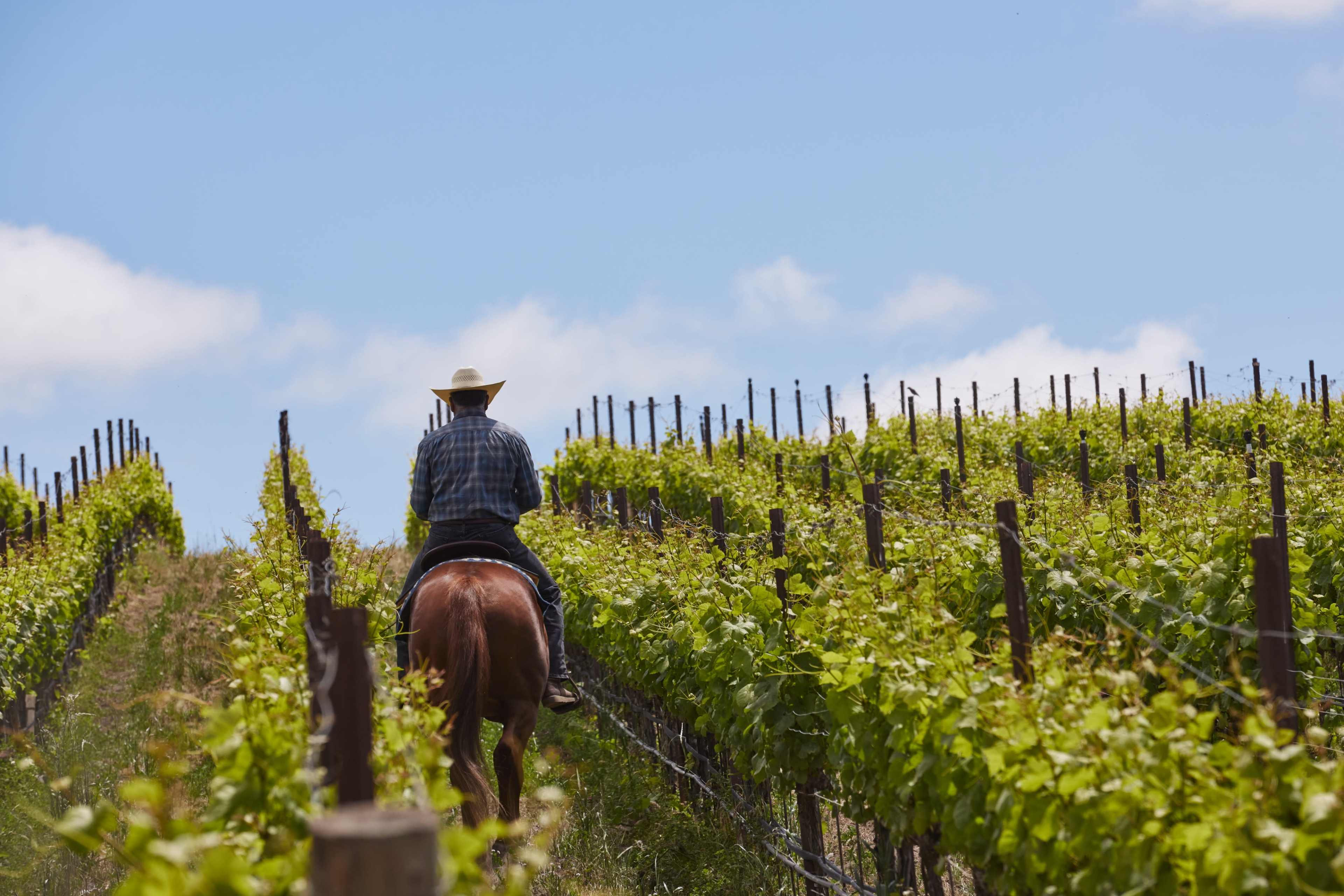 100-Acre Vineyard with Rustic Ranch Backdrops Image in , Lompoc, CA