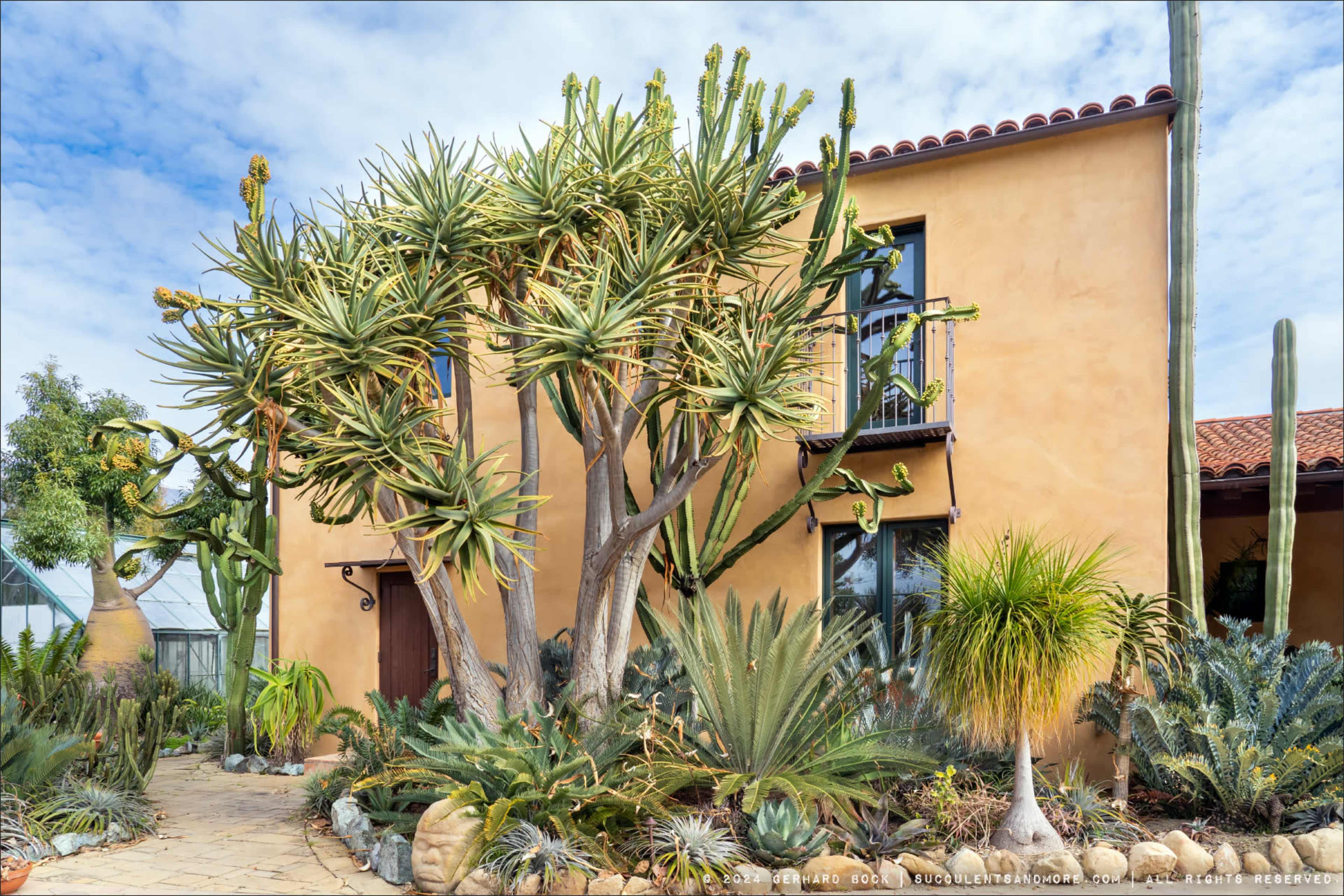 A stucco house with multiple windows is surrounded by various cacti and succulent plants in a landscaped garden.