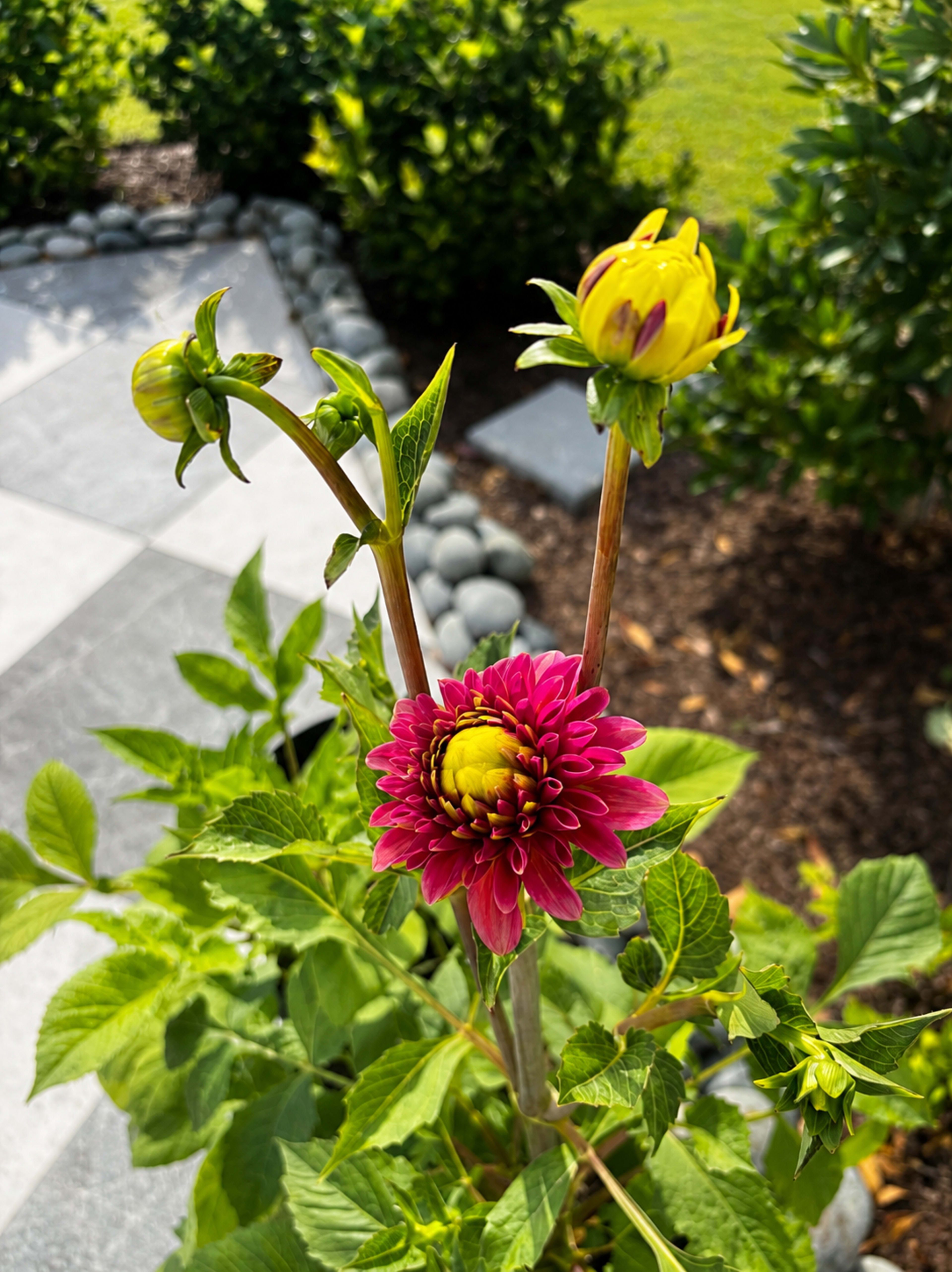 A pink dahlia flower blooms alongside a yellow bud, surrounded by green leaves and stones in a landscaped garden.