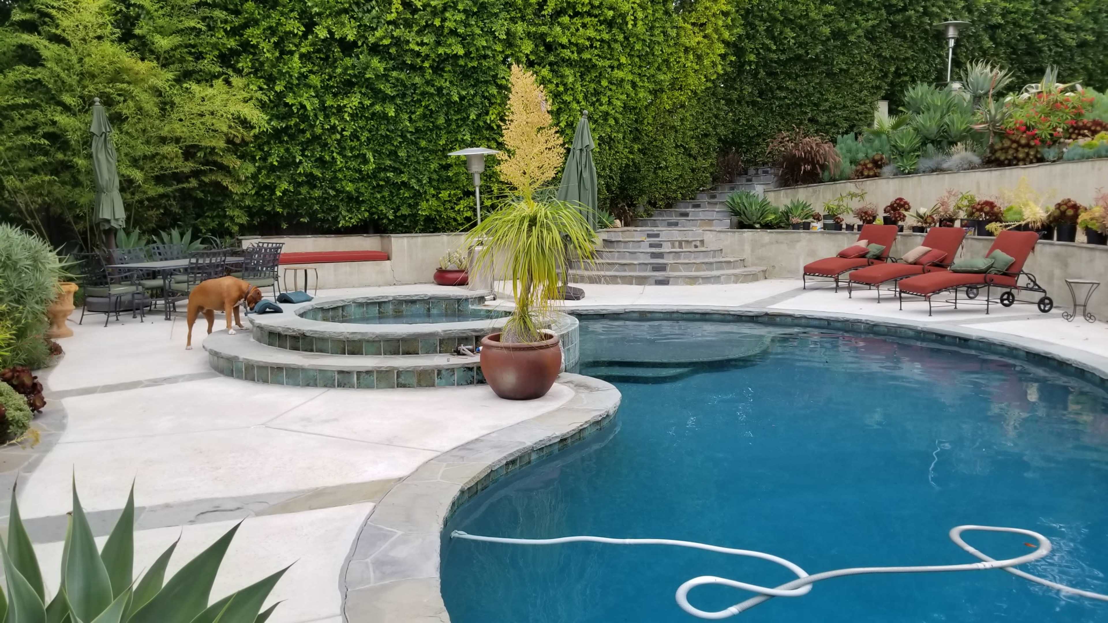 A landscaped backyard with a swimming pool, stone seating areas, and a dog walking near the water.