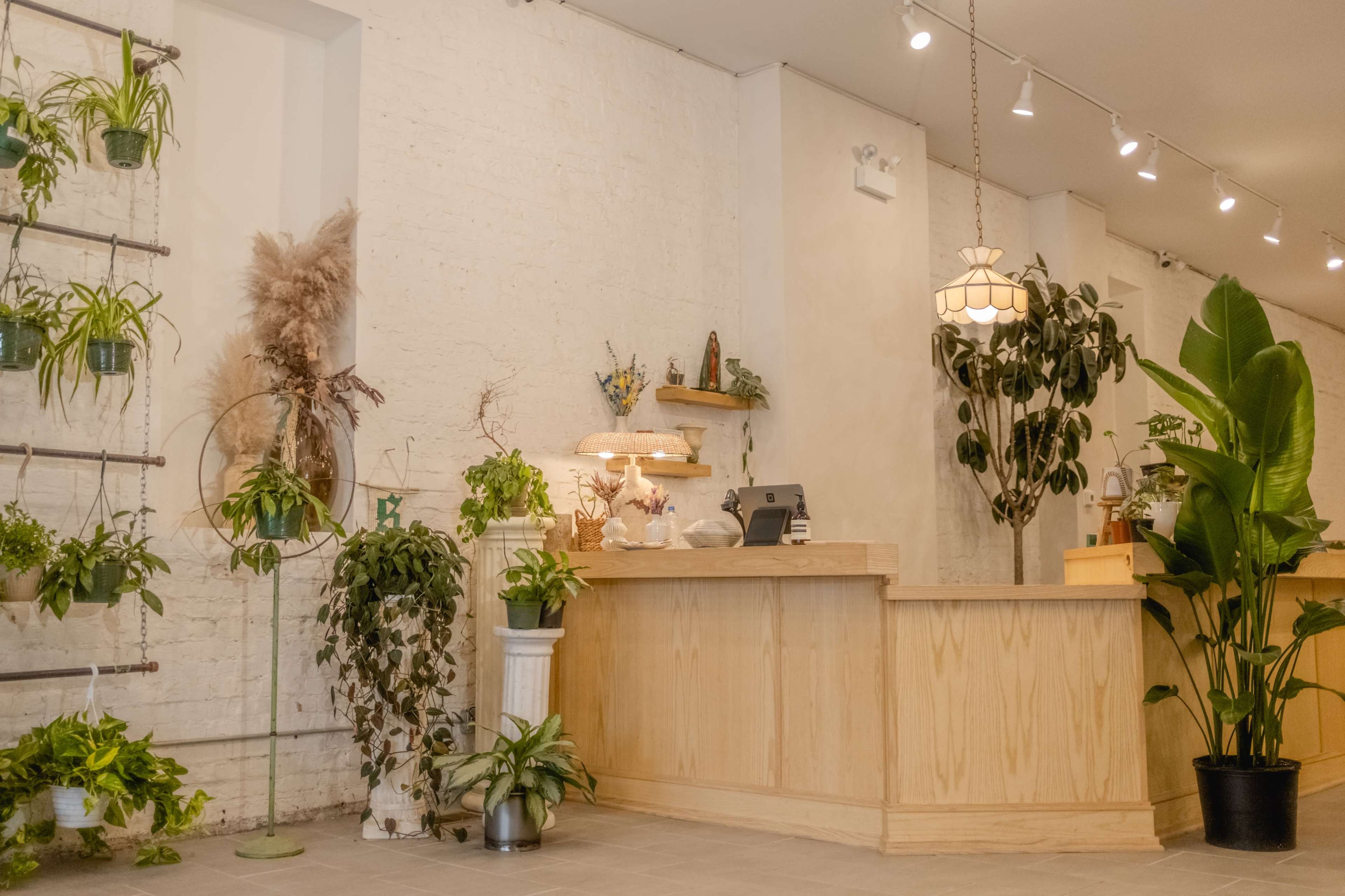 A reception area with wooden counters, various indoor plants, a wall-mounted plant display, and warm lighting.