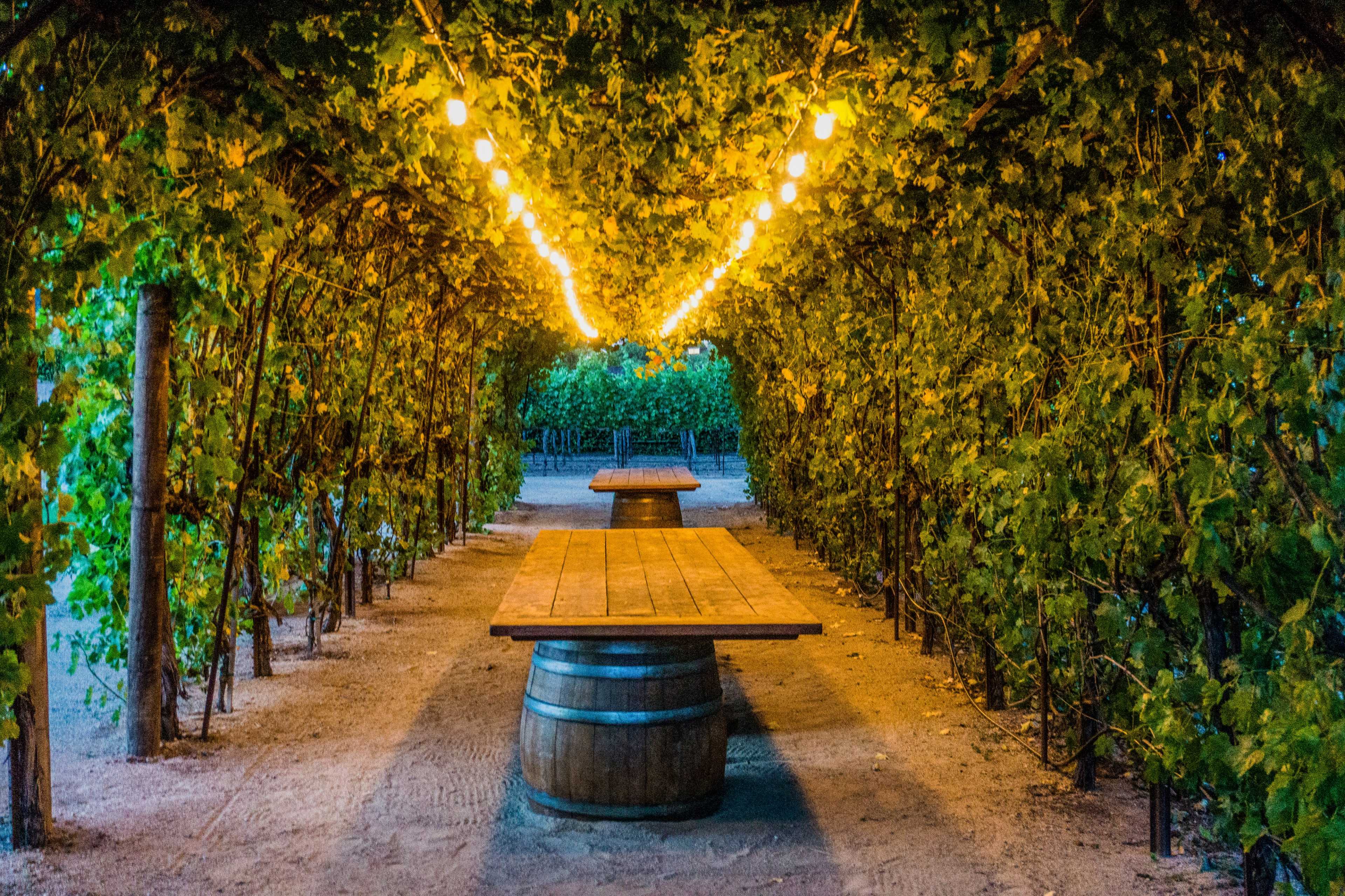 A pathway lined with grapevines and illuminated by string lights leads to a wooden table set between two wine barrels.