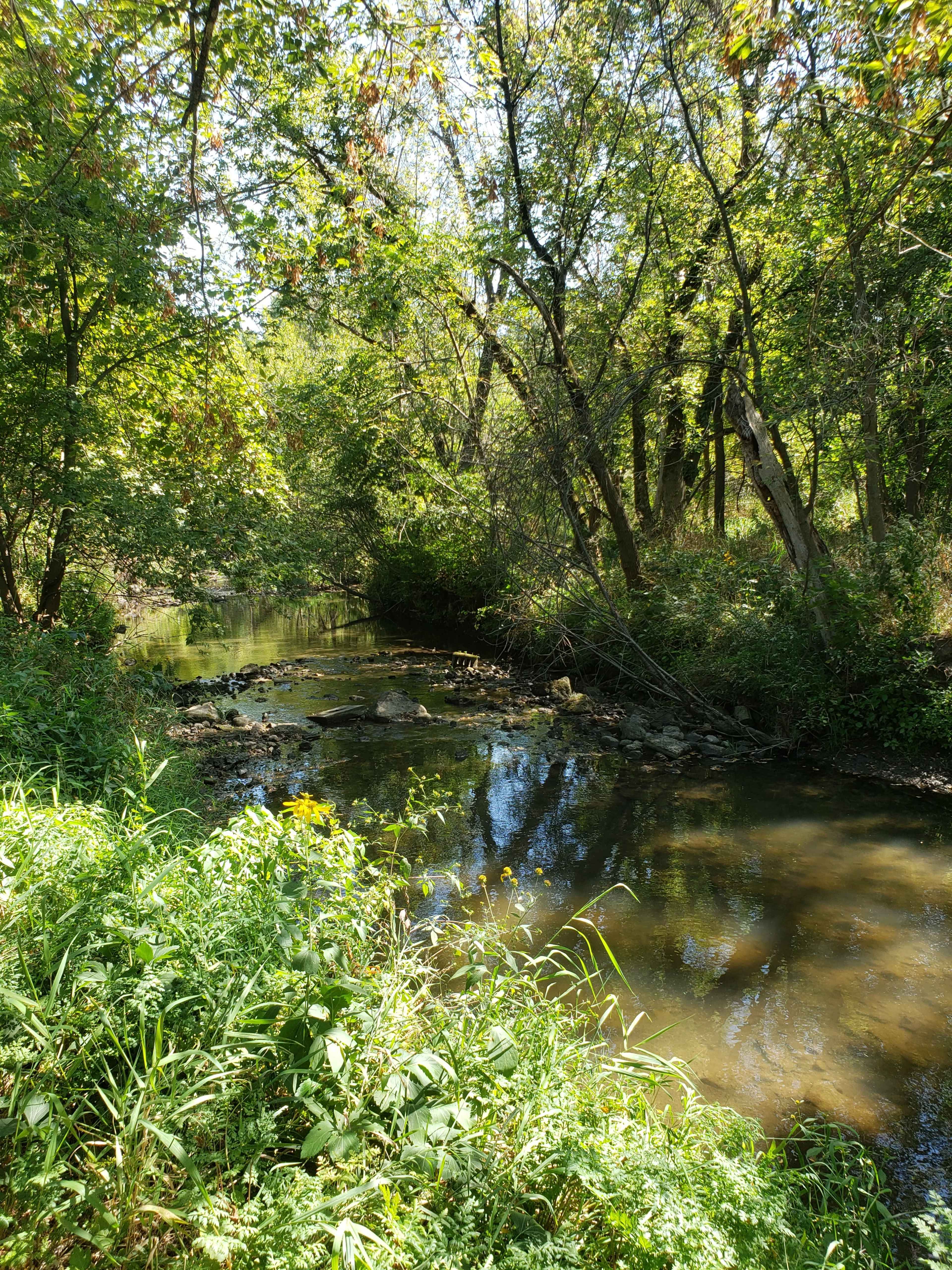 A serene stream flows through a densely wooded area, surrounded by green vegetation and trees.