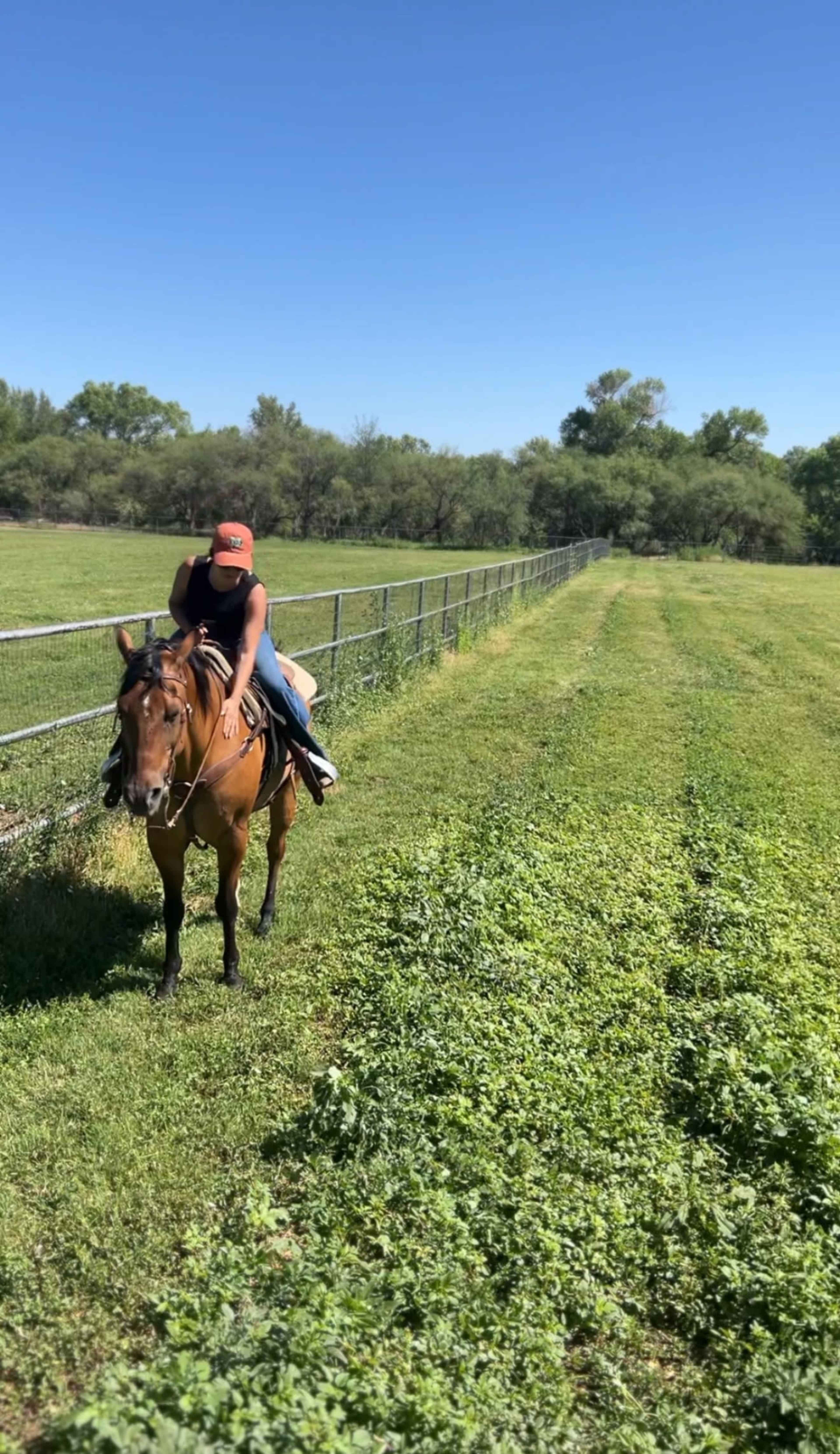 Country Pasture with 3 beautiful horses Image in , Camp Verde, AZ
