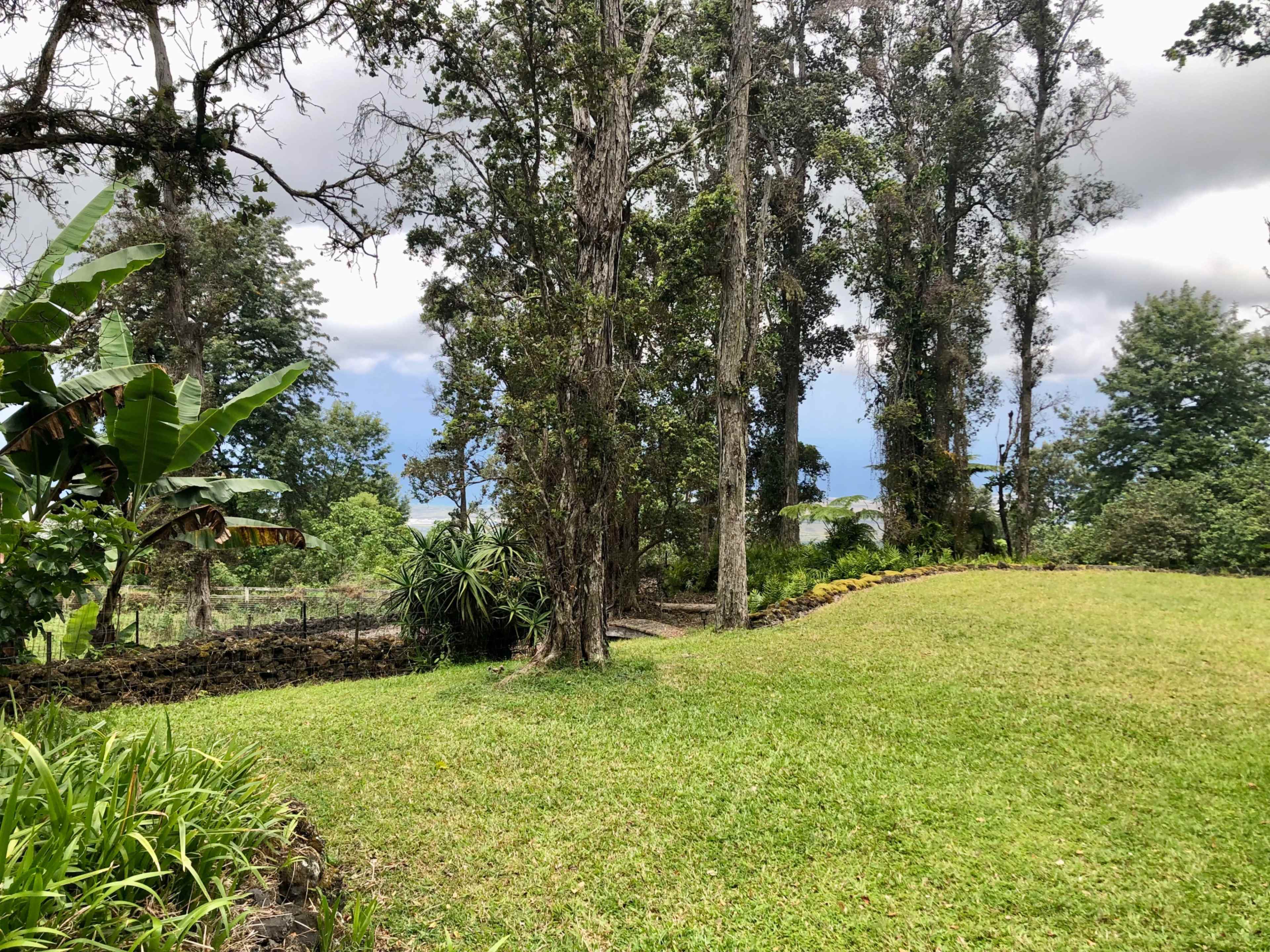 A grassy area surrounded by tall trees and tropical plants under a cloudy sky.