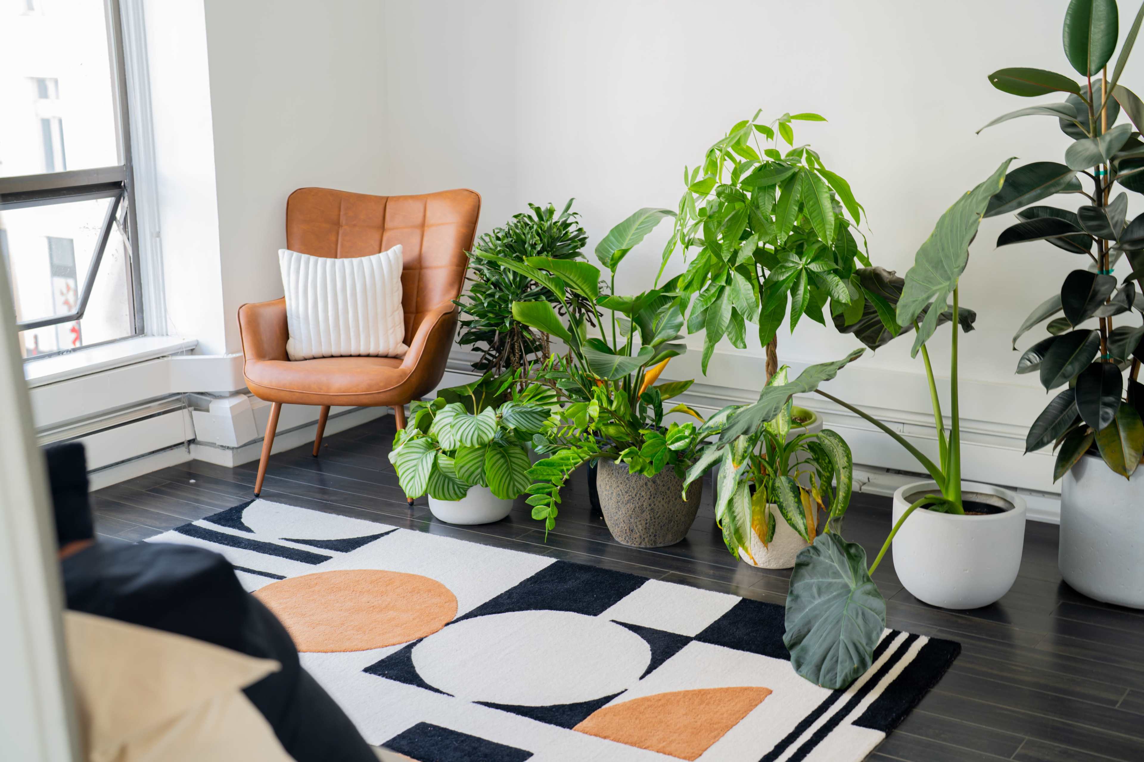 A cozy corner features a brown leather chair and several potted plants on a patterned rug.
