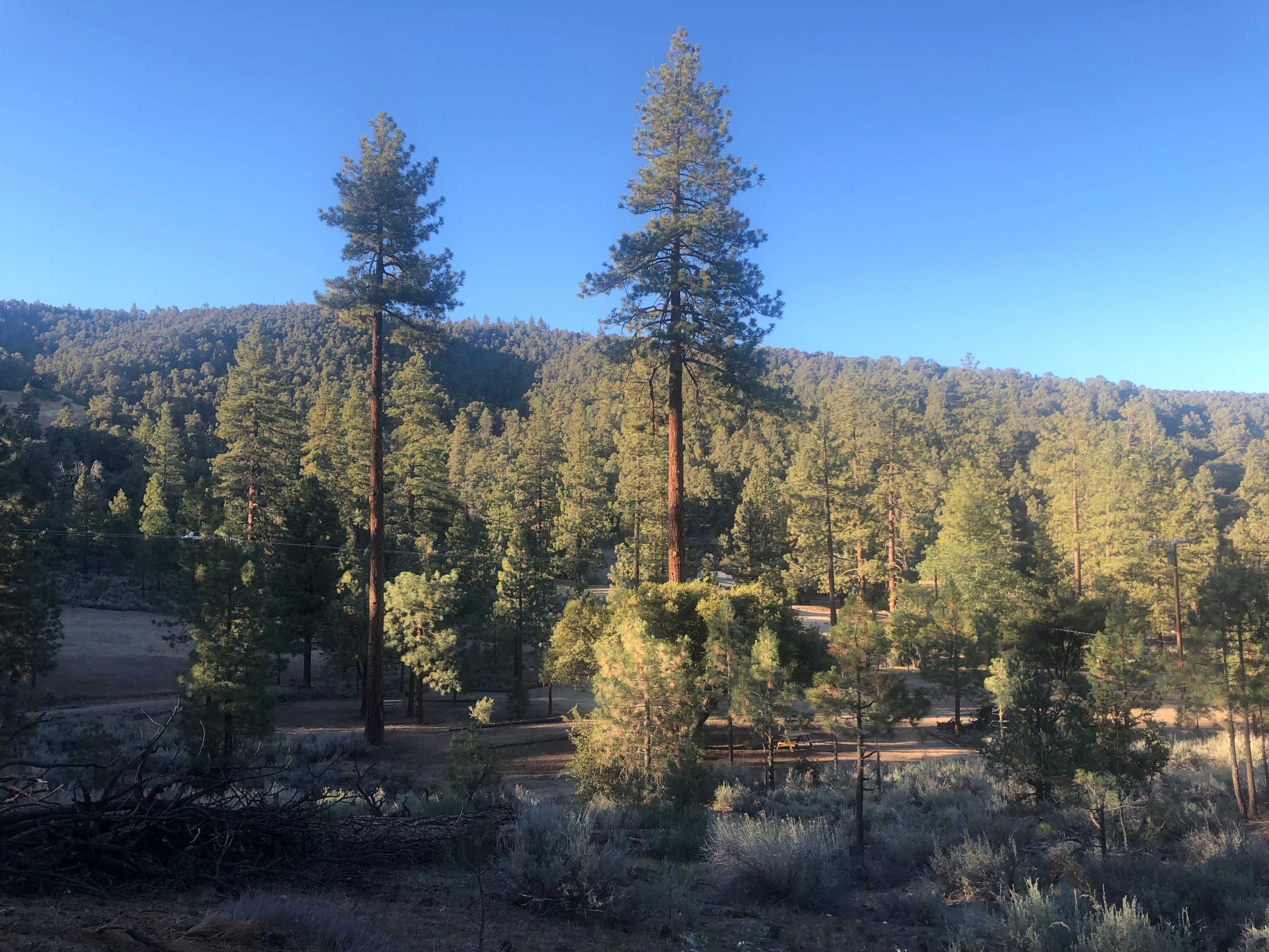 A dense forest of tall pine trees on a hillside under a clear blue sky.