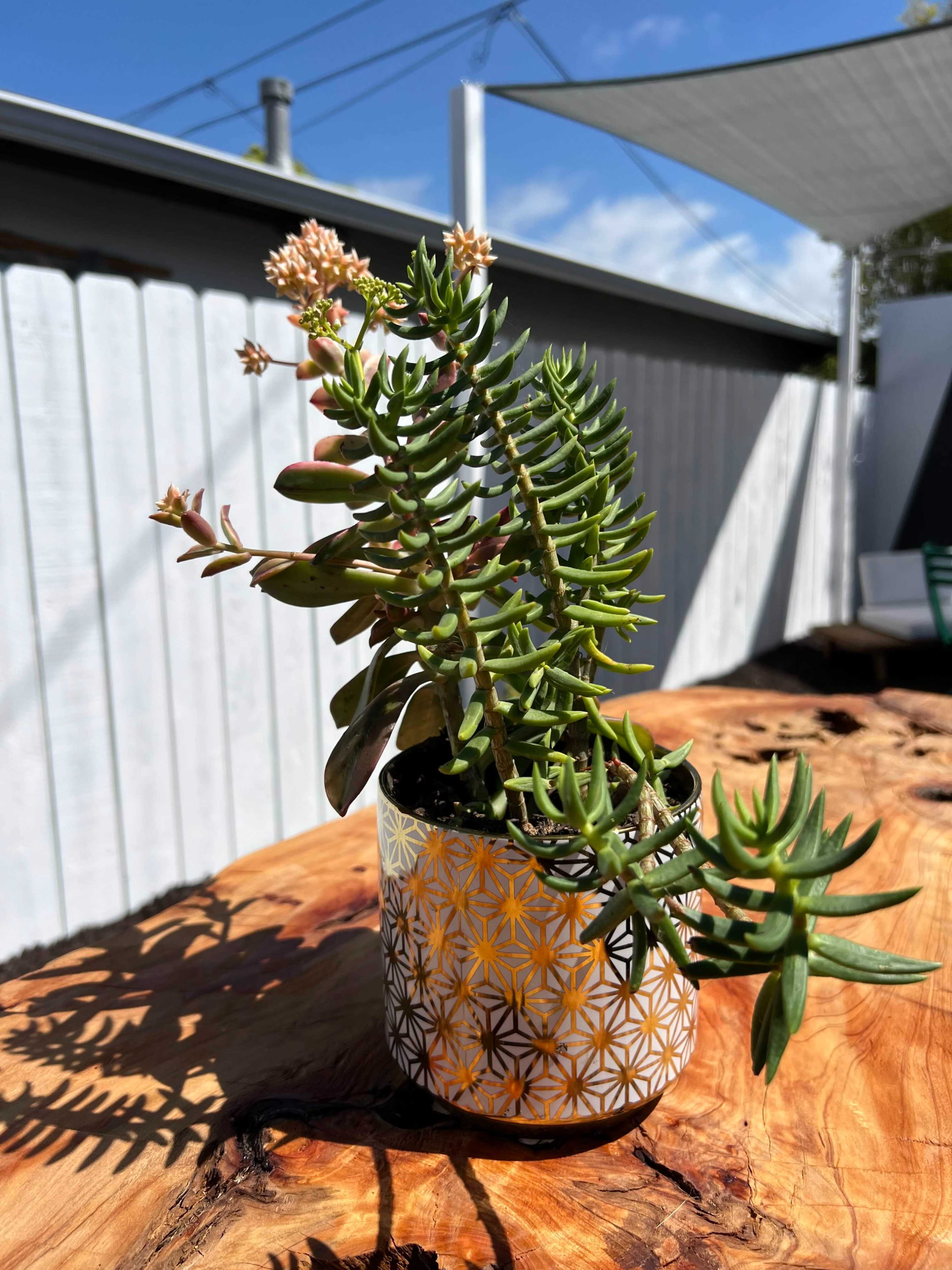 A succulent plant in a patterned pot sits on a wooden table with a clear blue sky and outdoor structure in the background.