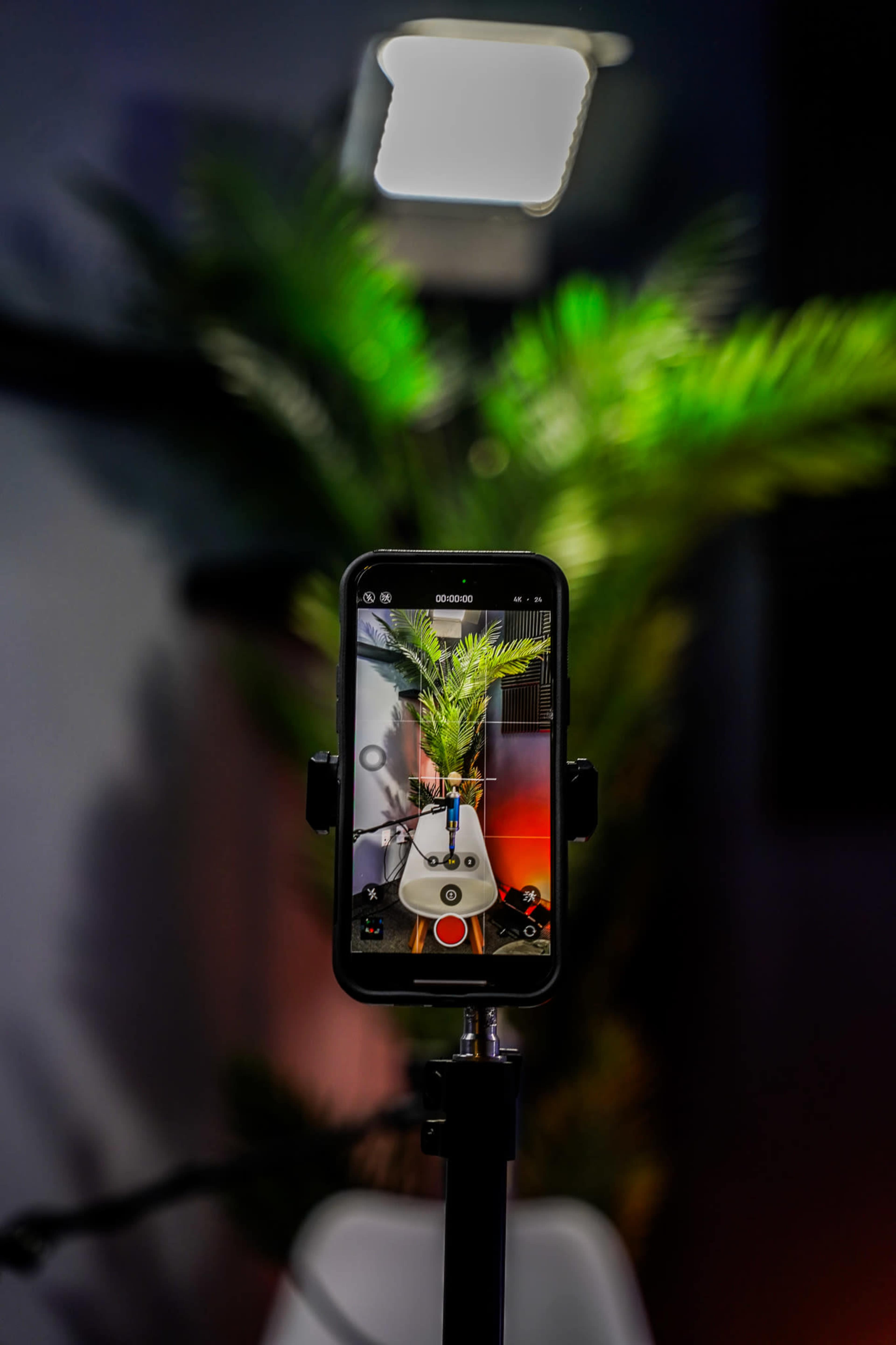 A smartphone on a tripod captures a potted plant illuminated by a light overhead.