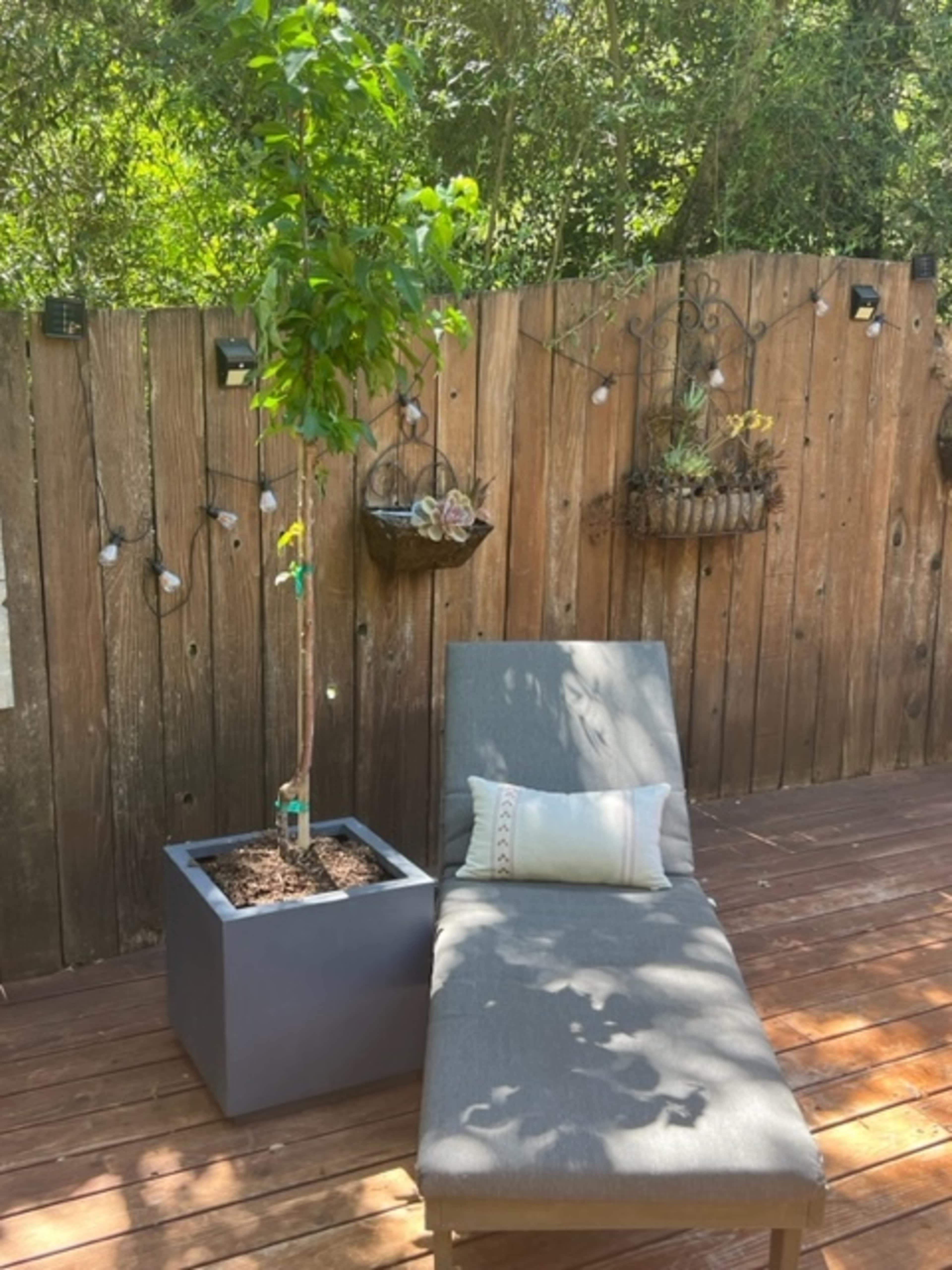A chaise lounge is placed next to a planters with a small tree, set against a wooden fence adorned with hanging plants.