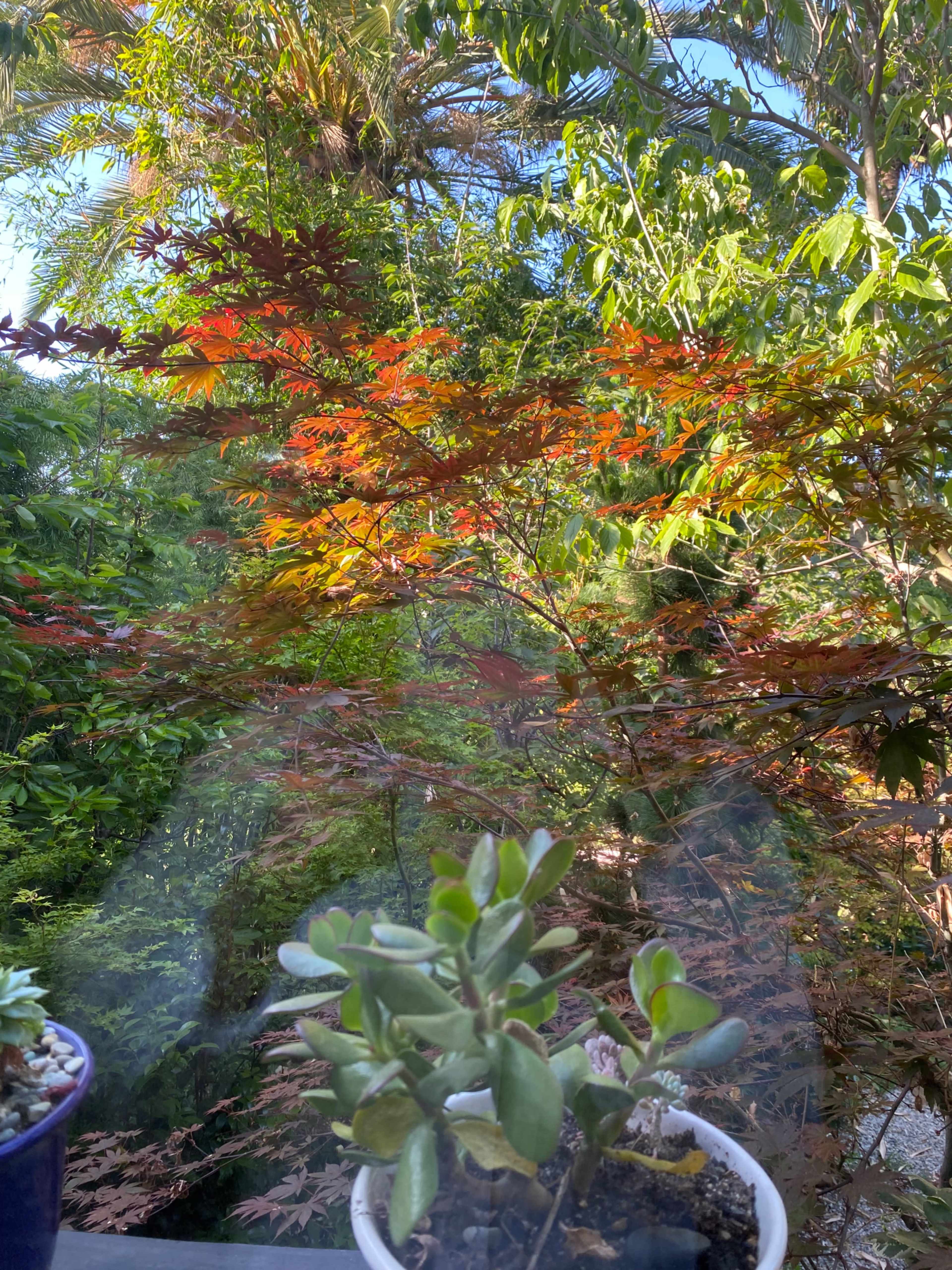 A potted succulent is in the foreground, while vibrant autumn foliage is visible in the background under clear blue skies.
