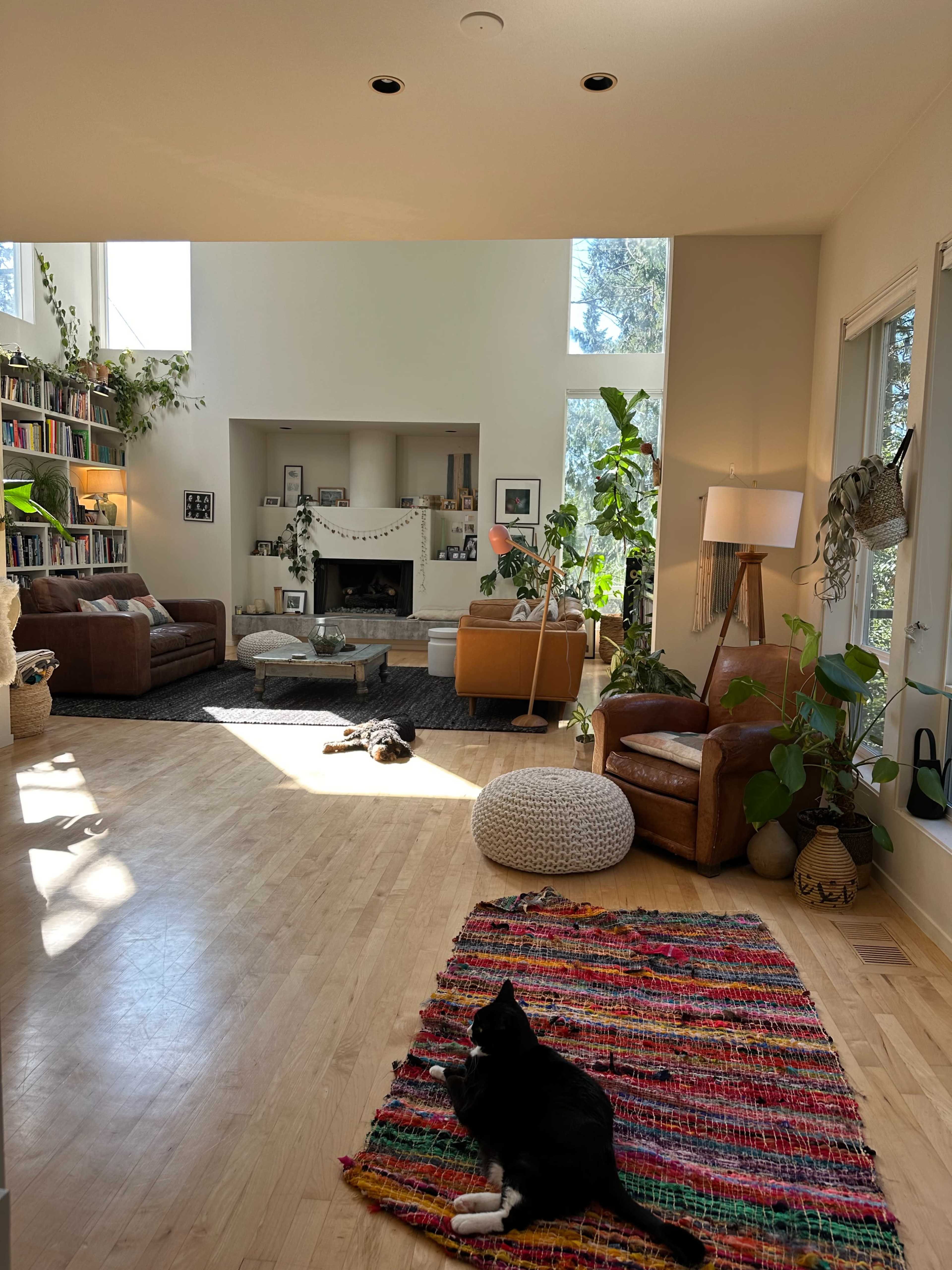 The image shows a bright, spacious living room featuring plants, two cats resting on a colorful rug, and comfortable seating arrangements.