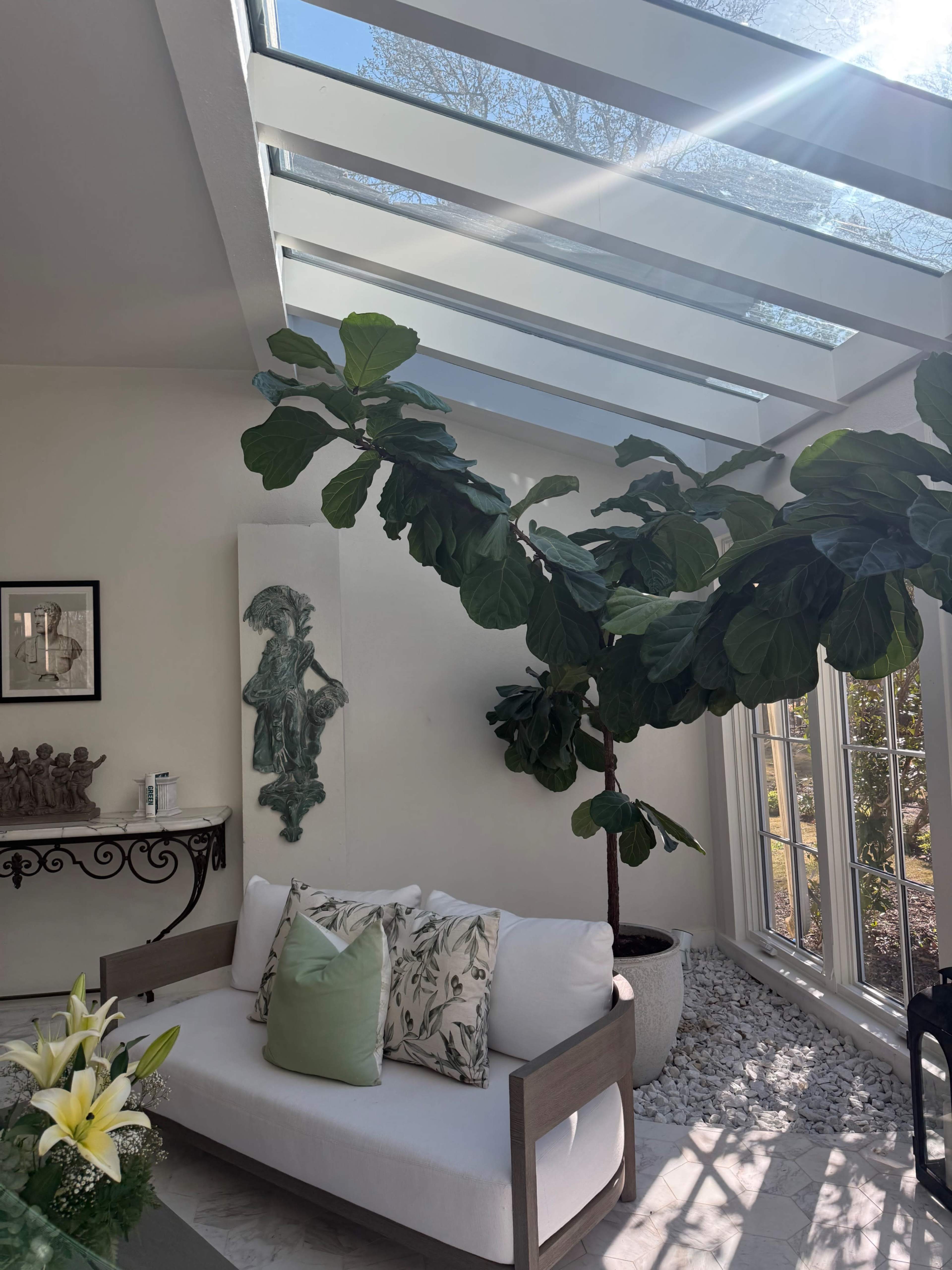 A bright, airy room features a large fiddle leaf fig tree next to a white sofa adorned with decorative pillows, under a skylight with sunlight streaming through.
