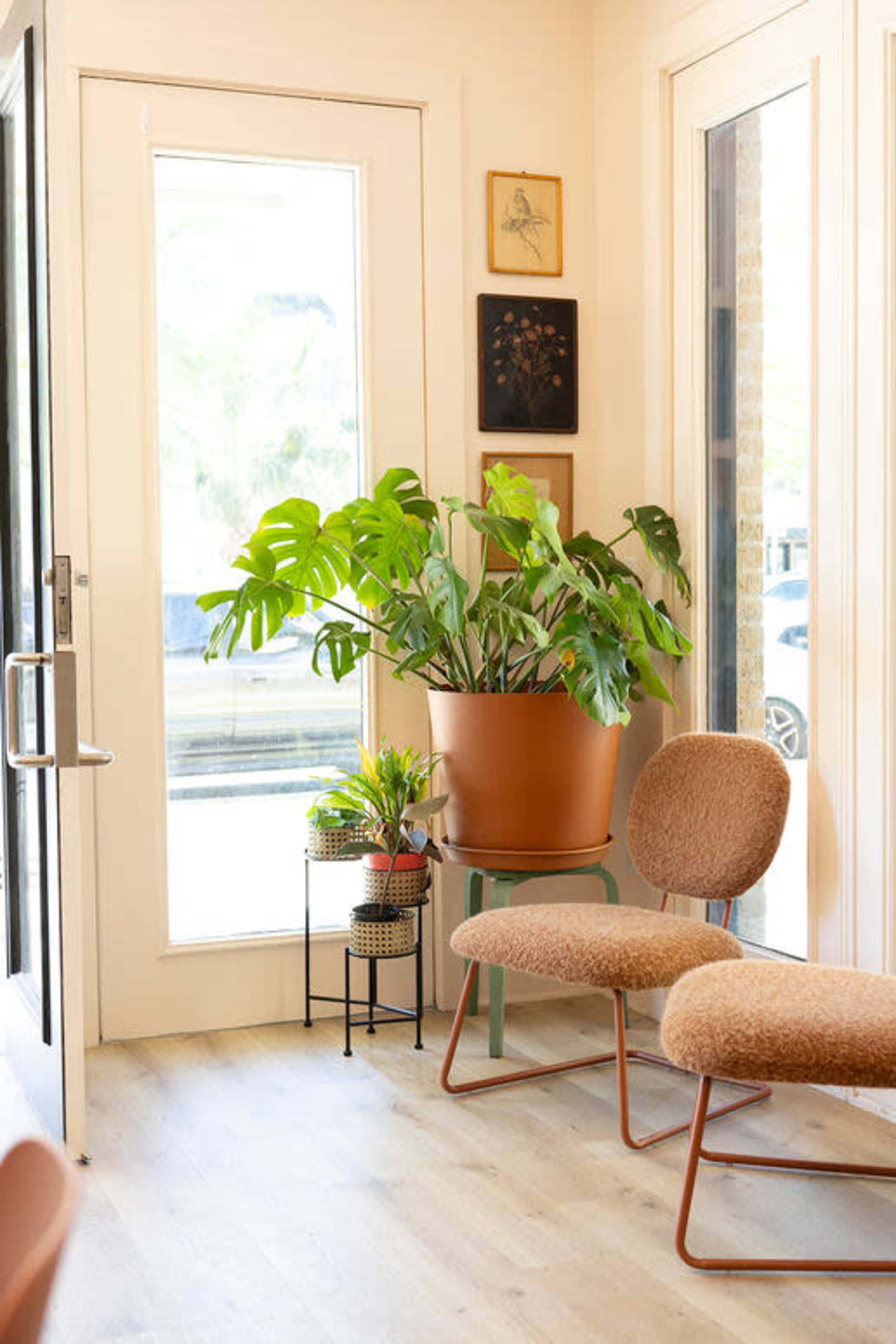 A bright corner of a room features a large potted plant next to two simple chairs and a small plant stand, with a large window allowing natural light to enter.