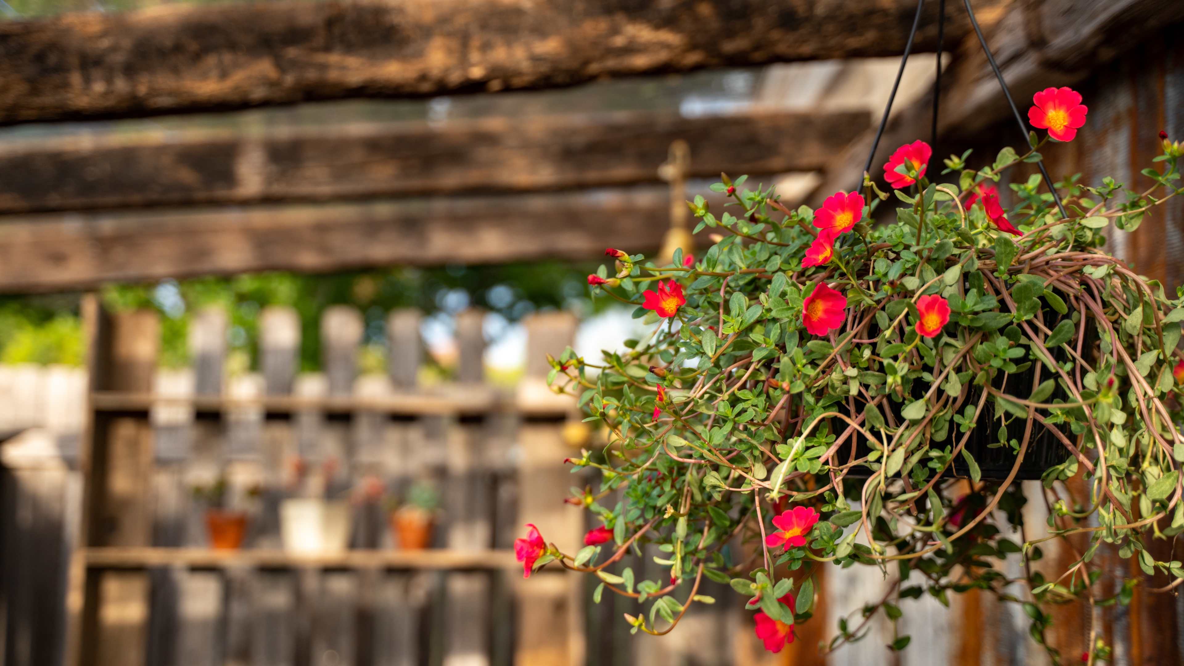 A hanging basket of vibrant flowers is suspended from a wooden structure, with potted plants visible in the background.