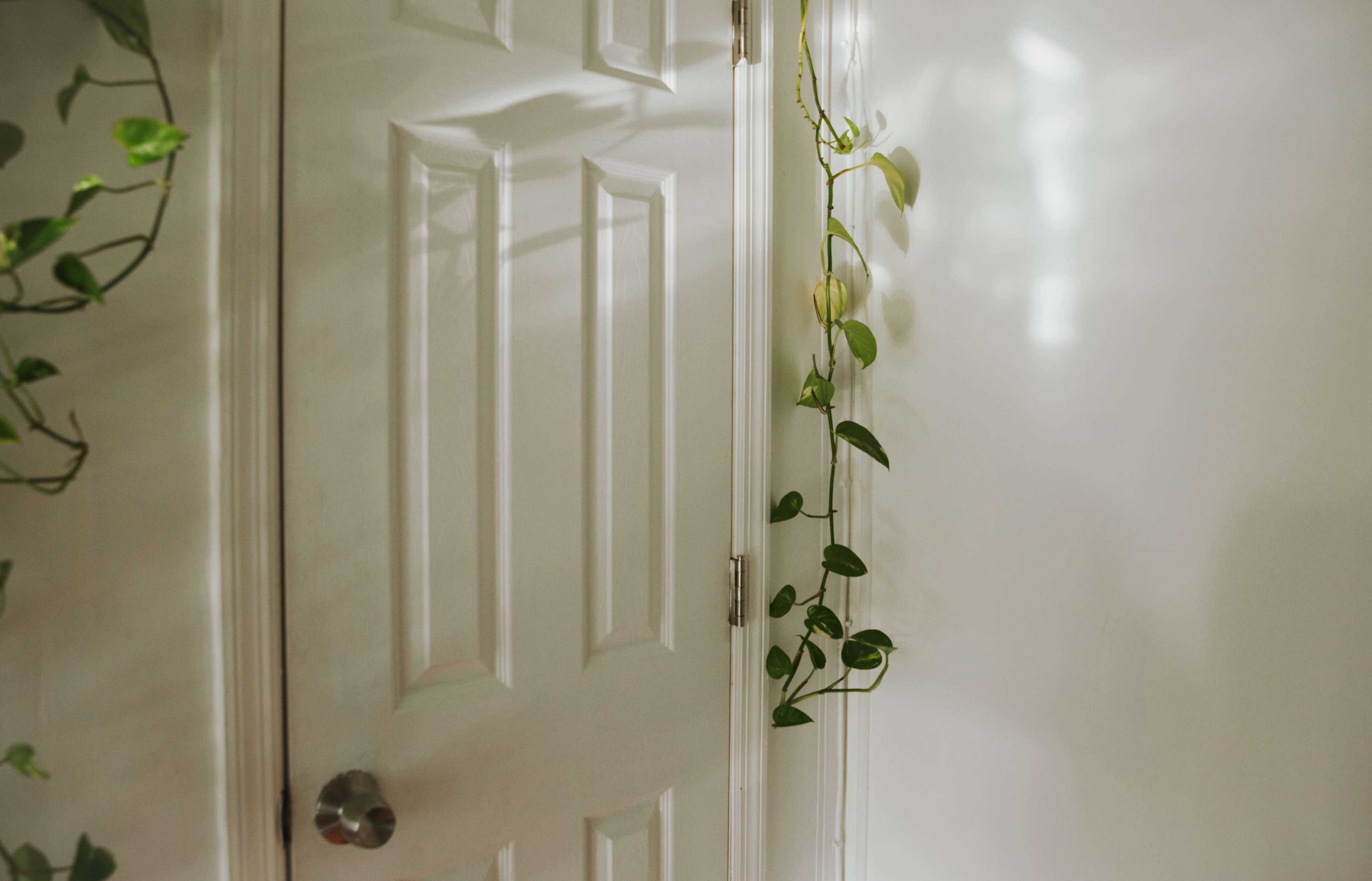 A white door is partially visible in a brightly lit room, with green vines trailing down its side.