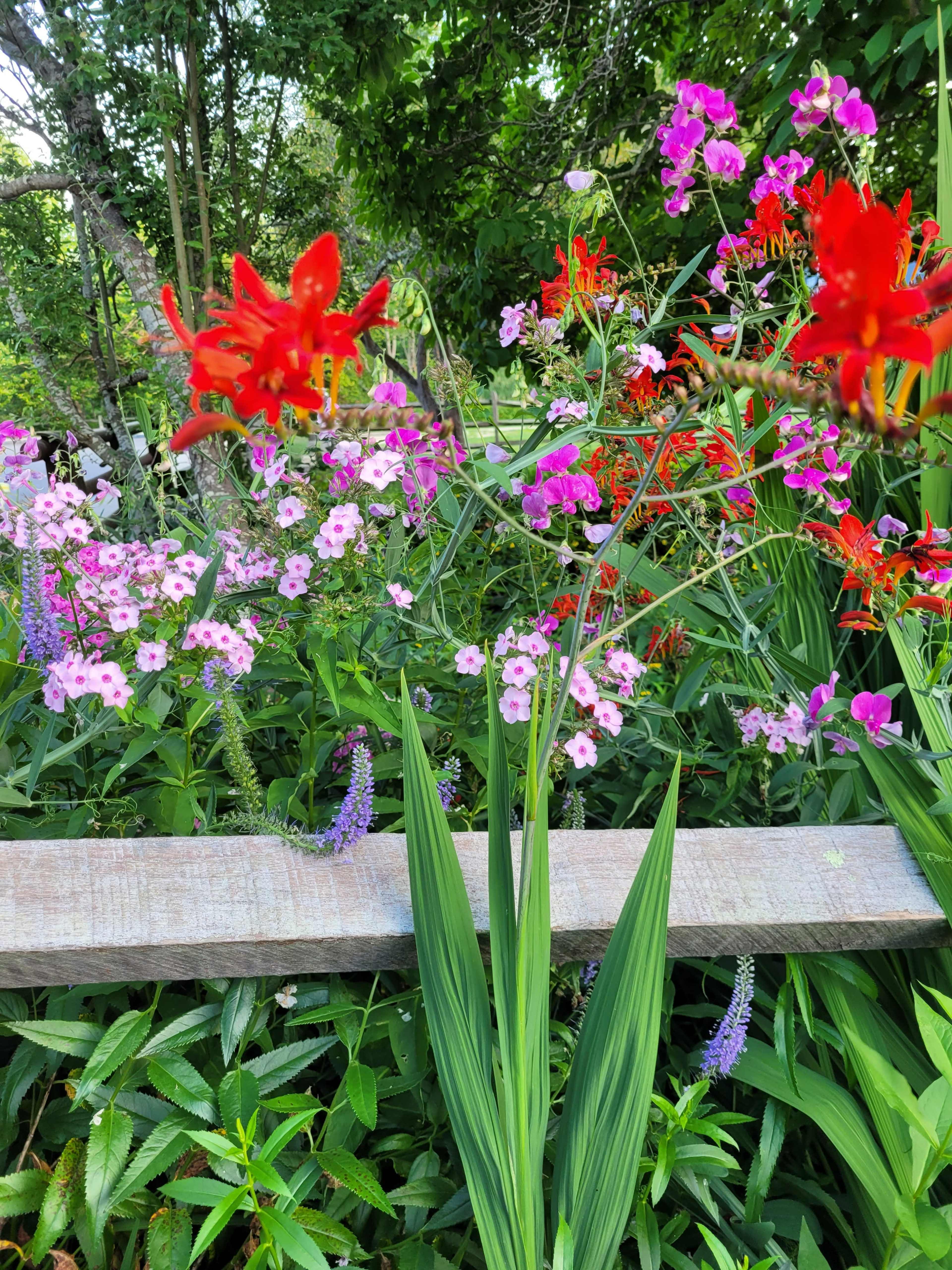 A wooden fence is surrounded by a variety of colorful flowers, including red and pink blooms, in a lush garden setting.