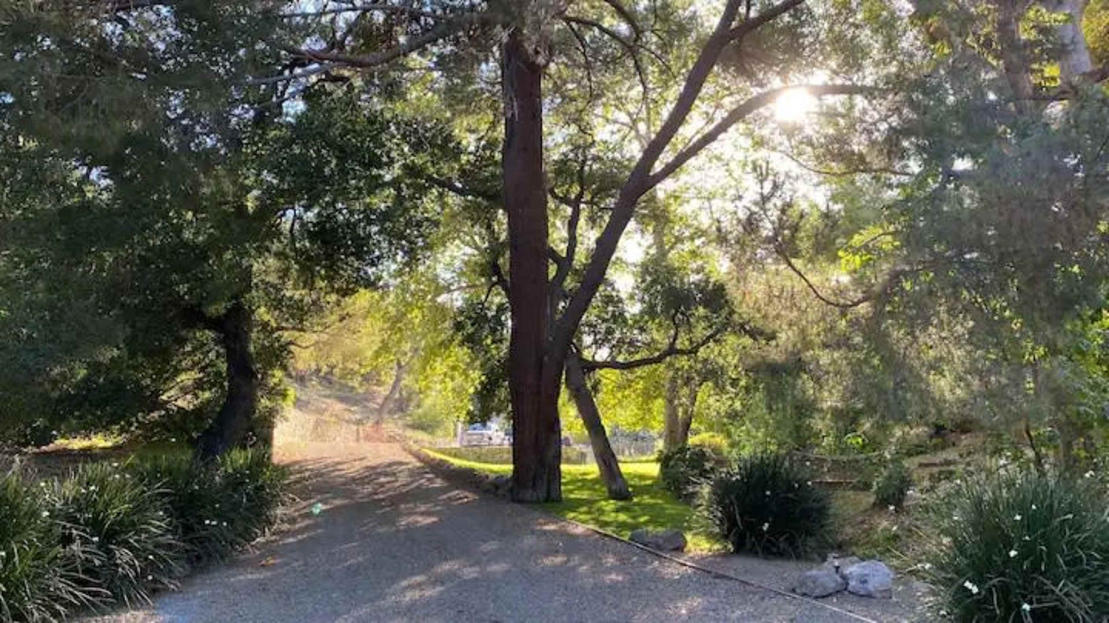 A gravel path winds through trees, leading to a light-filled clearing in a wooded area.