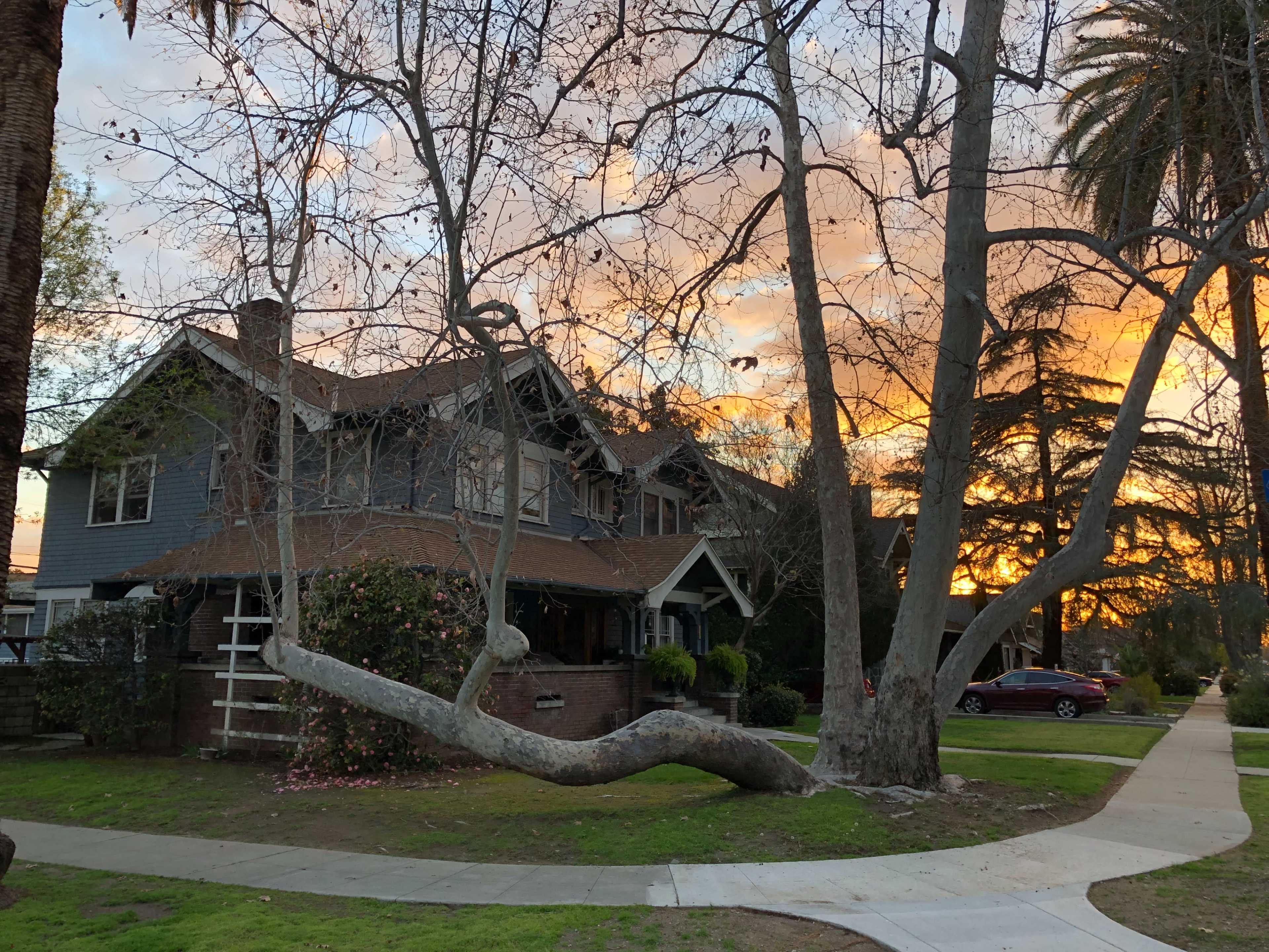 A large tree leans over a sidewalk in front of a two-story house, with a colorful sunset in the background.