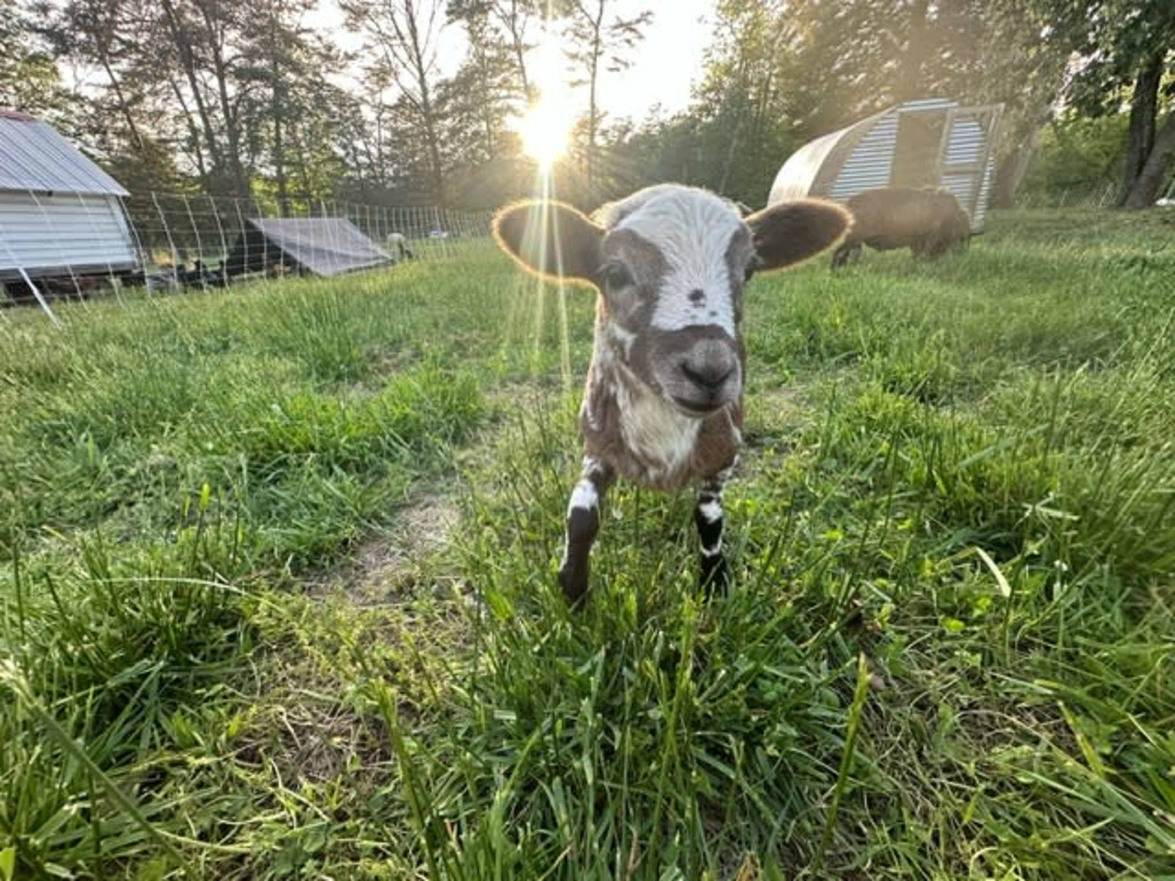 Hobby Farm with Animals and a Rustic Barn Space Image in , Fredericksburg, VA